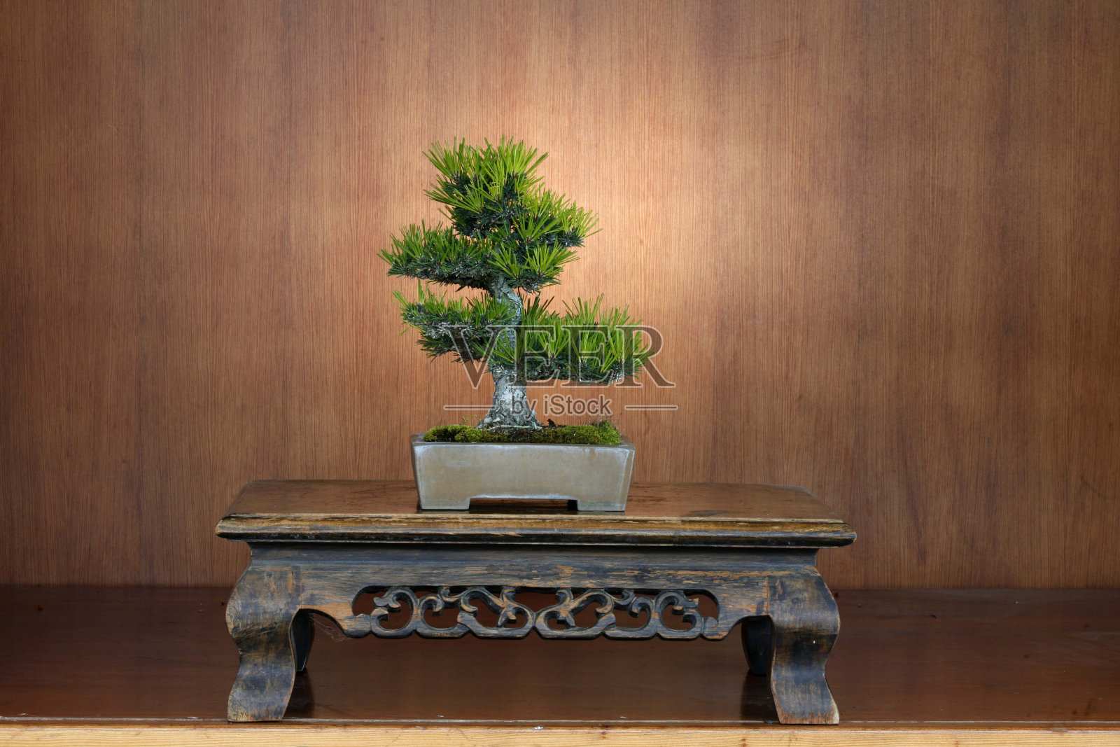 盆景盆栽树照片摄影图片