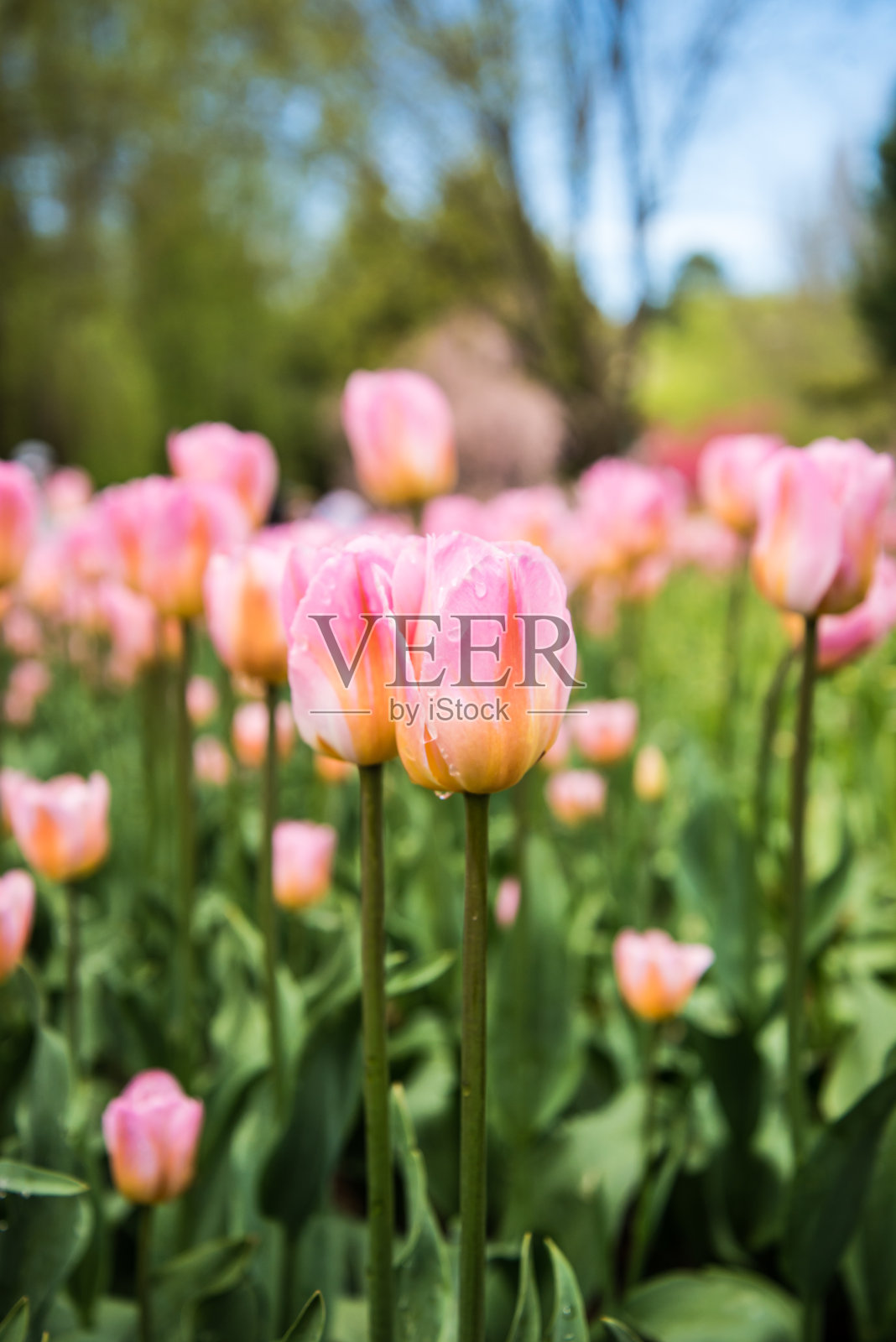 花园里的郁金香。花朵粉红色照片摄影图片