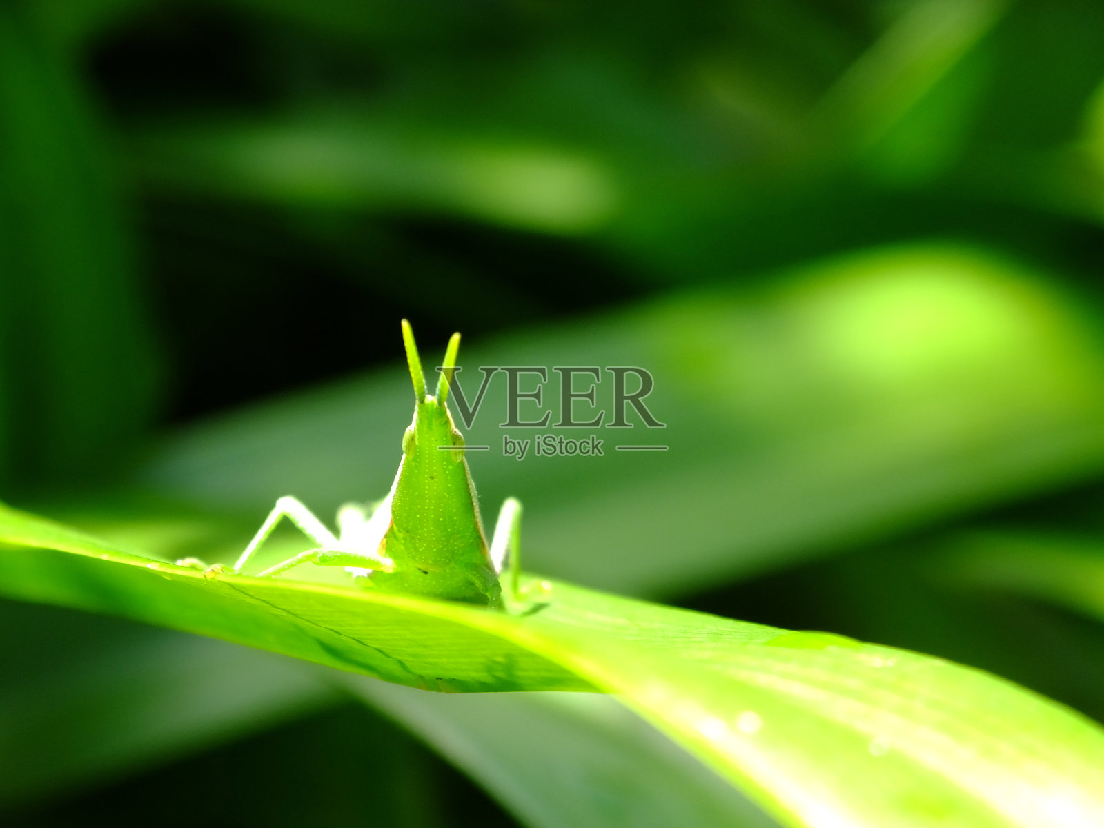 4号叶子上的草虱照片摄影图片