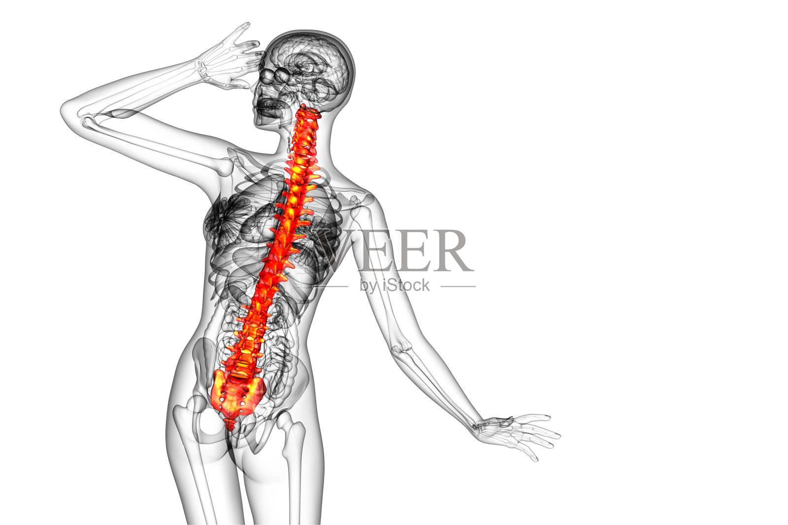 人体脊柱的3d渲染医学插图照片摄影图片