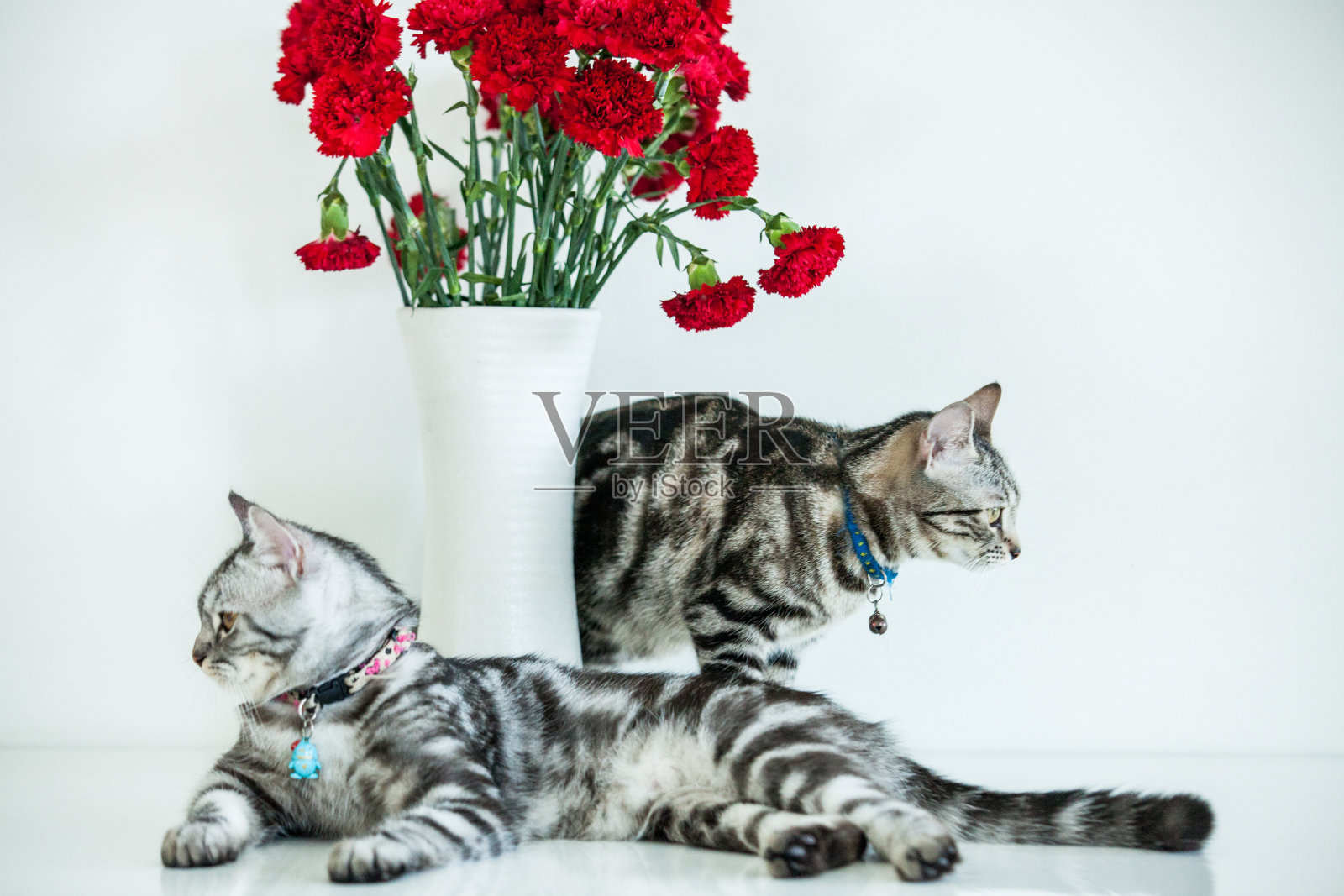 美国短毛猫照片摄影图片