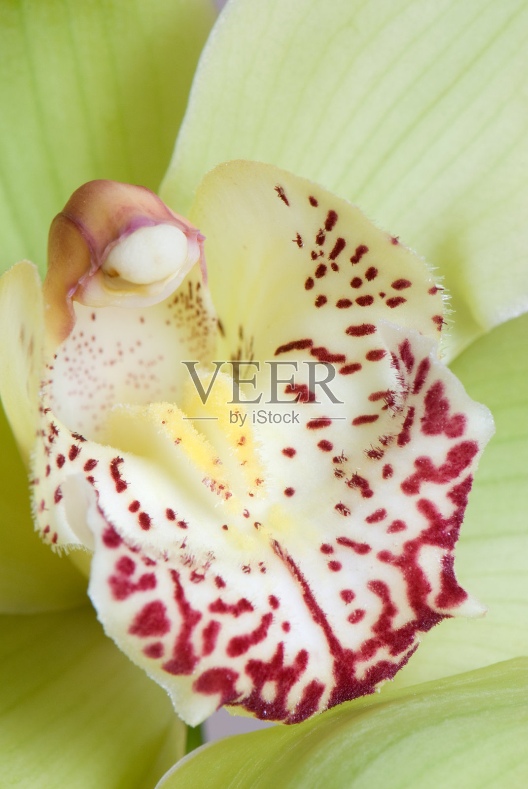 兰花照片摄影图片