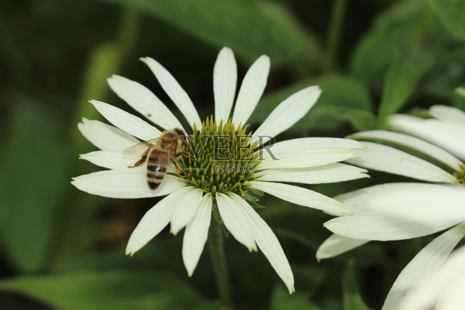 白松果菊-“白色松果花”-紫松果菊白天鹅照片摄影图片