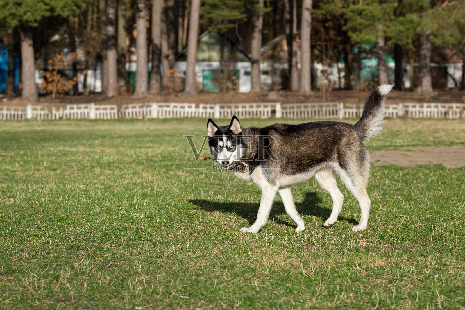嘴里叼着根棍子的西伯利亚哈士奇。照片摄影图片