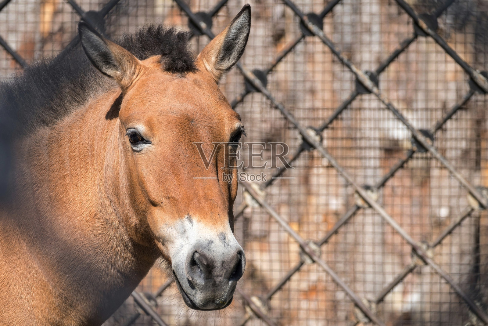 马的大头或马嘴照片摄影图片