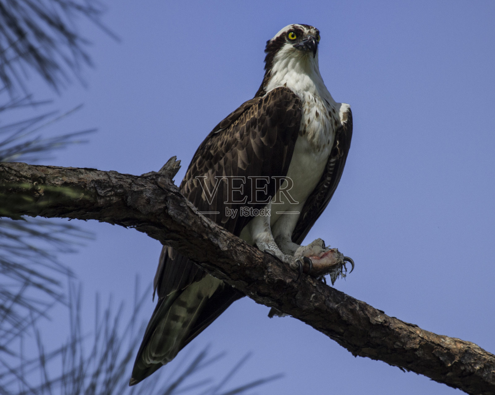 鱼鹰共进午餐照片摄影图片