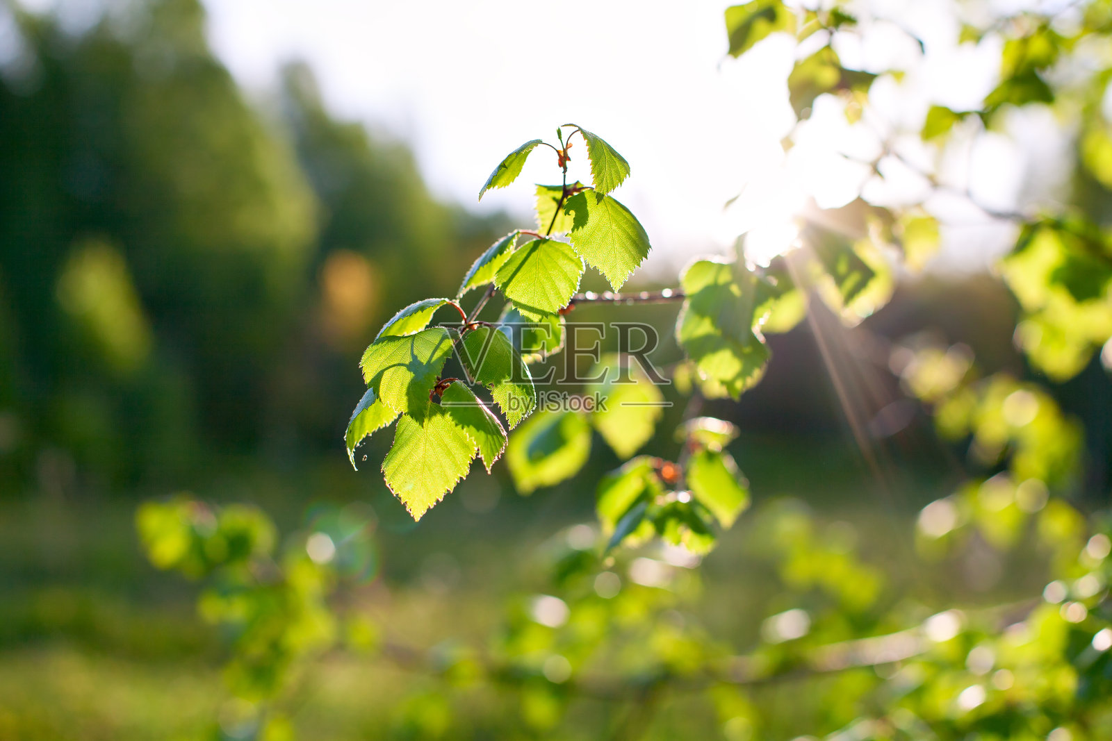 春天的背景与桦树枝在阳光下照片摄影图片