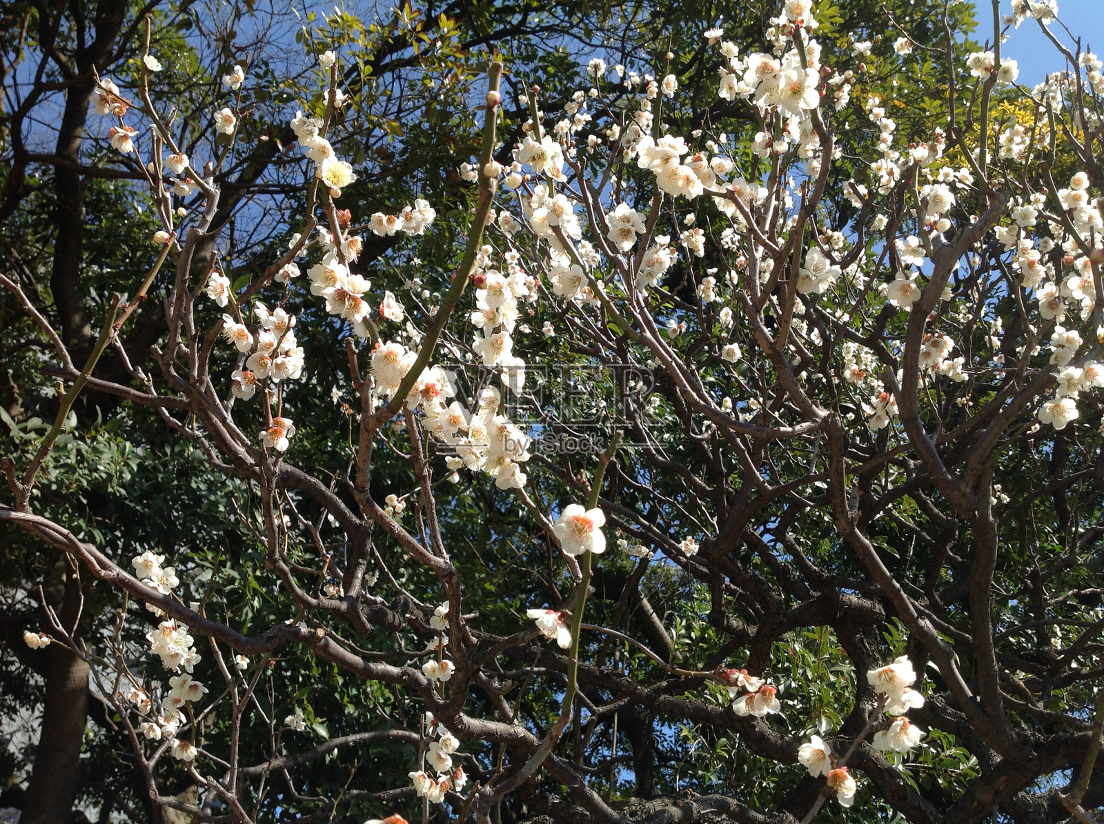 春天的花朵,东京照片摄影图片