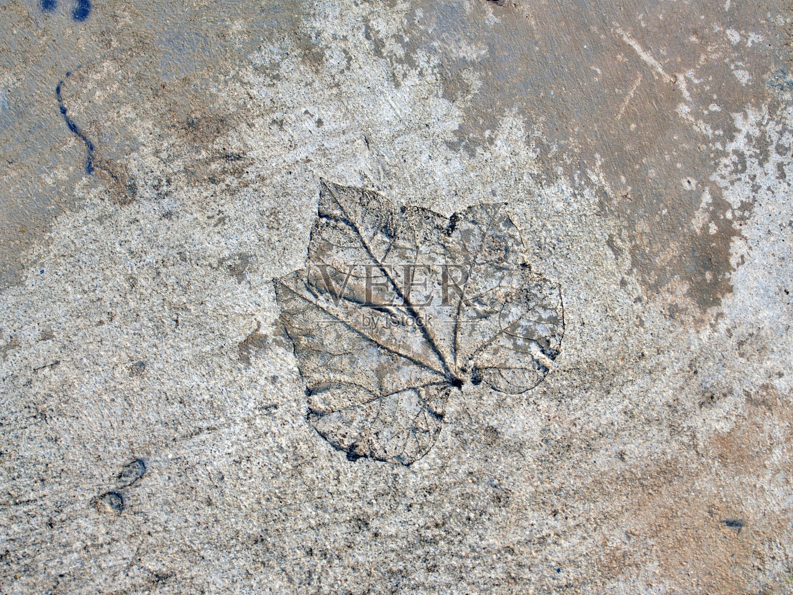 叶形浮雕照片摄影图片