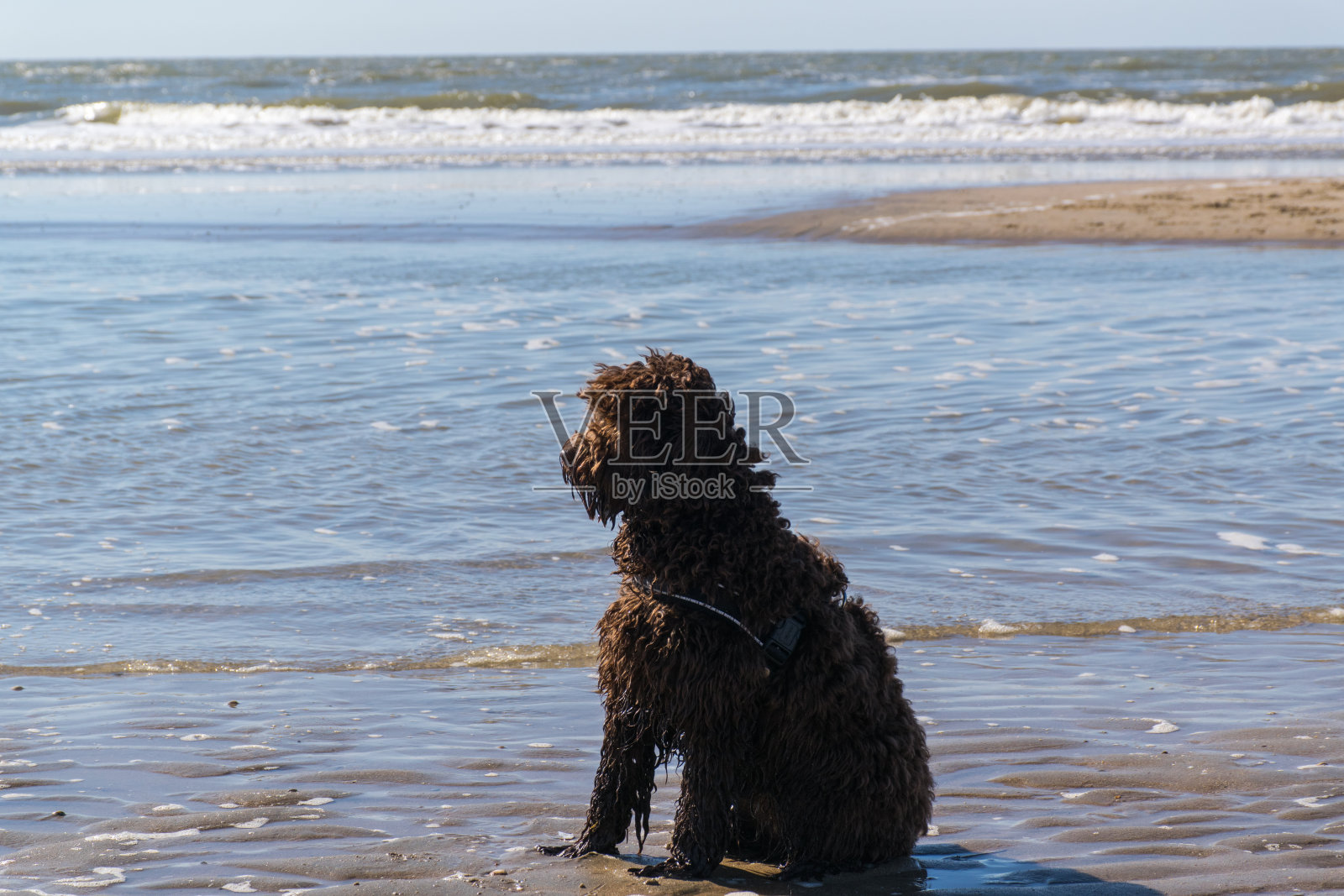 深棕色的小拉布拉多犬望着大海照片摄影图片