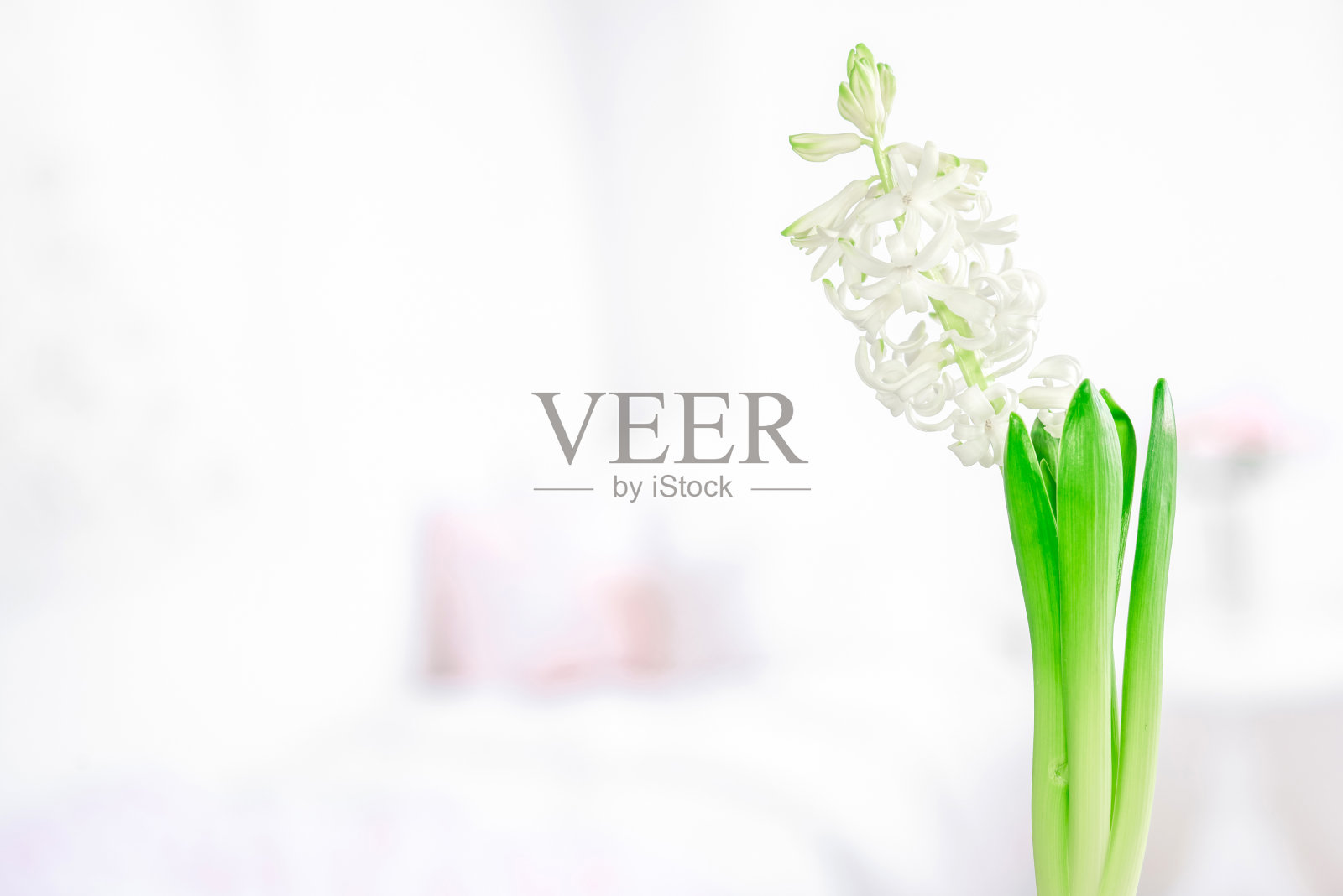 风信子开着绿色的花照片摄影图片