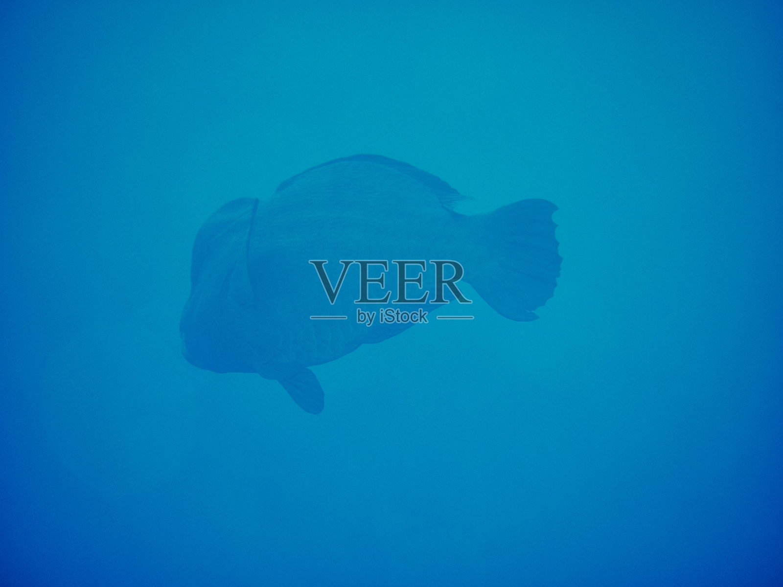 珊瑚礁照片摄影图片