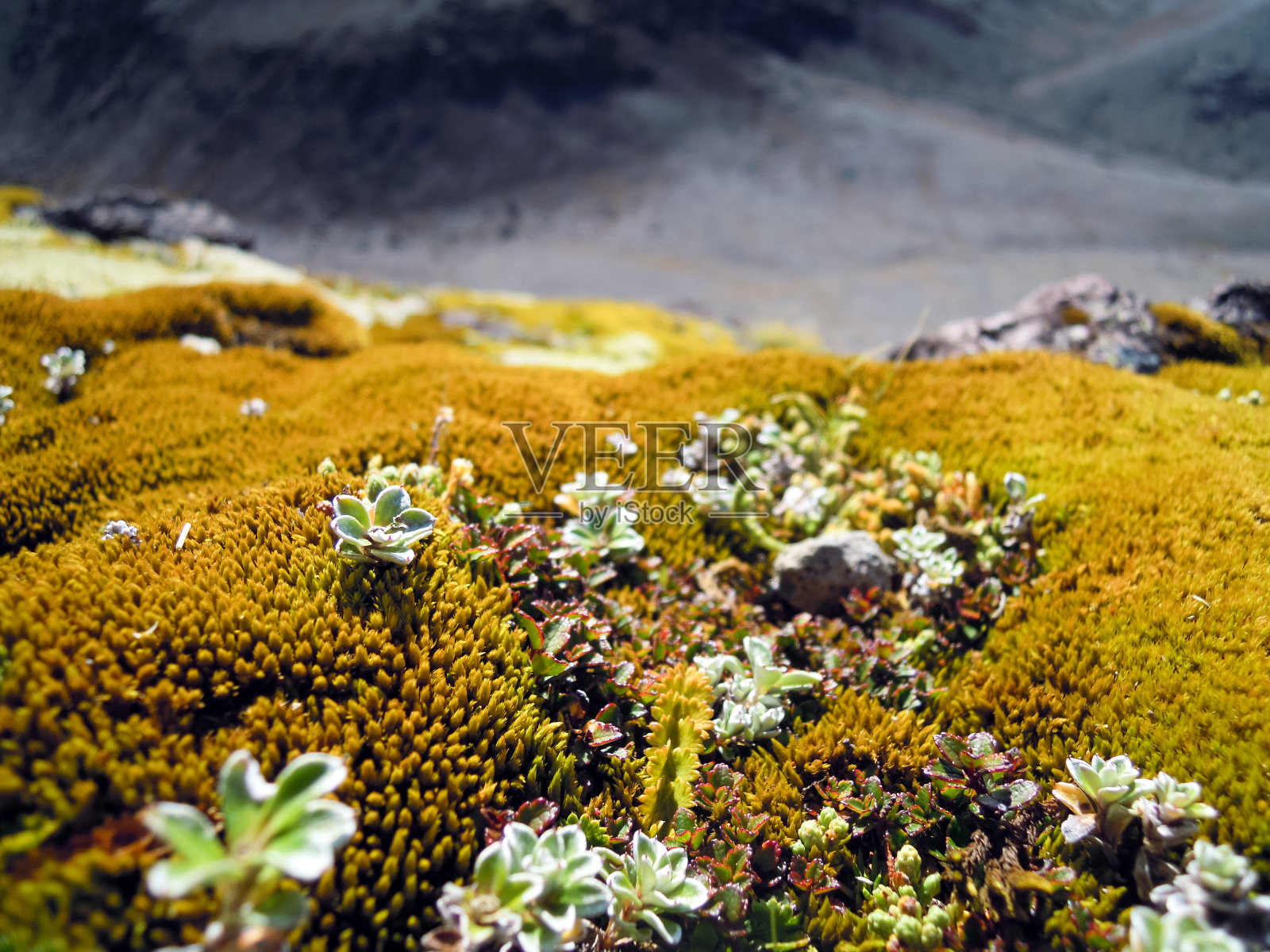 莫斯照片摄影图片