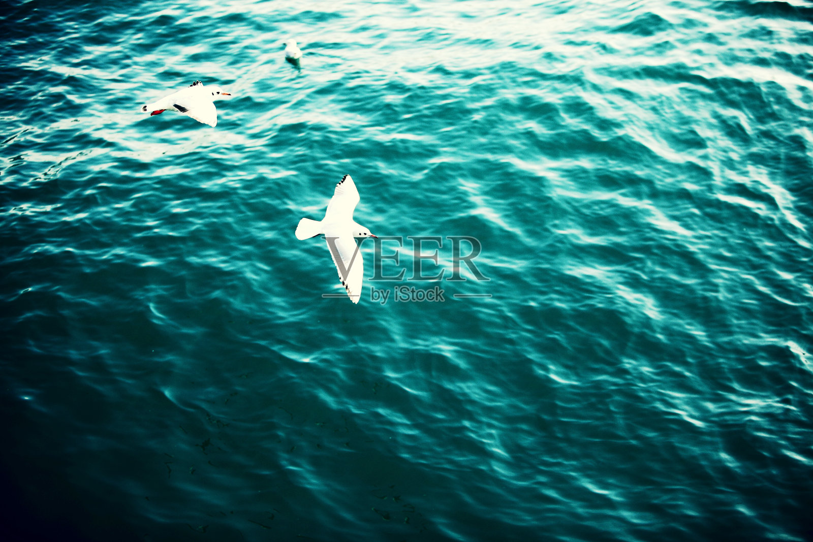 海鸥照片摄影图片