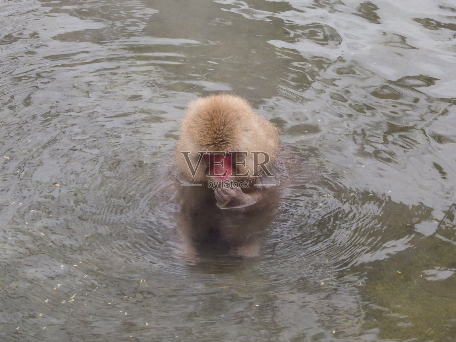 温泉里的雪猴照片摄影图片