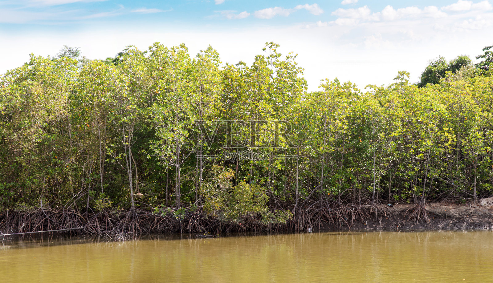 红树林照片摄影图片