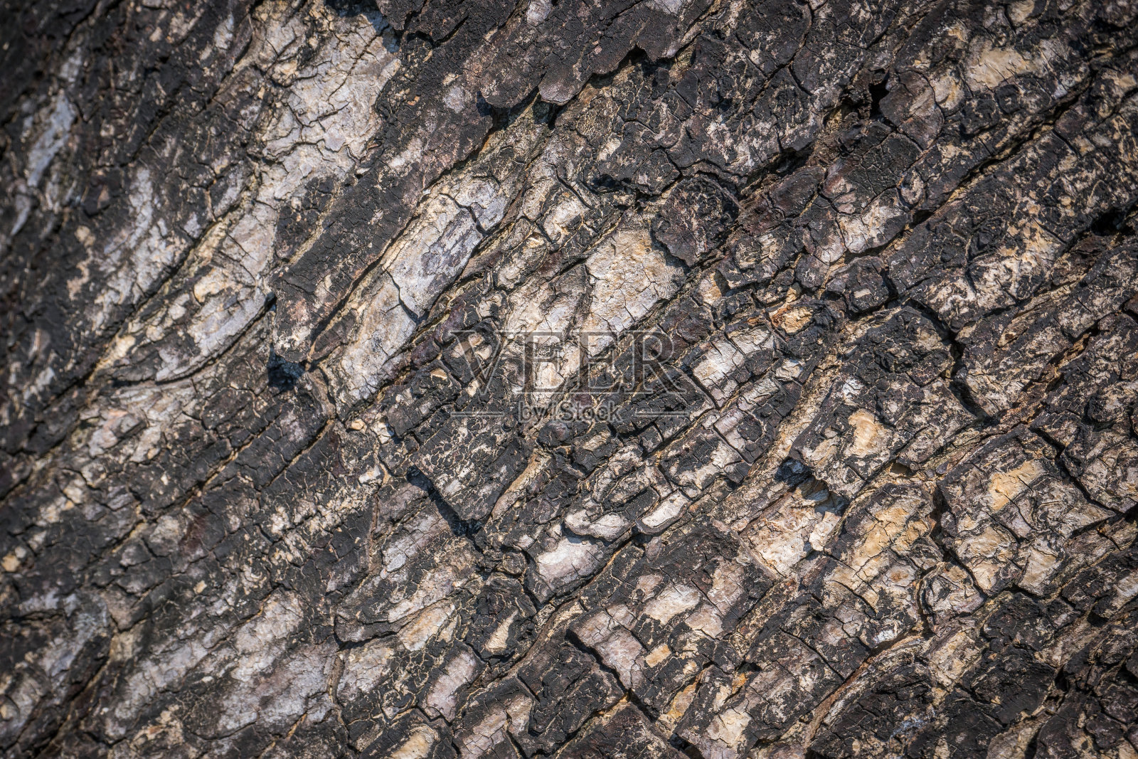 树皮纹理照片摄影图片