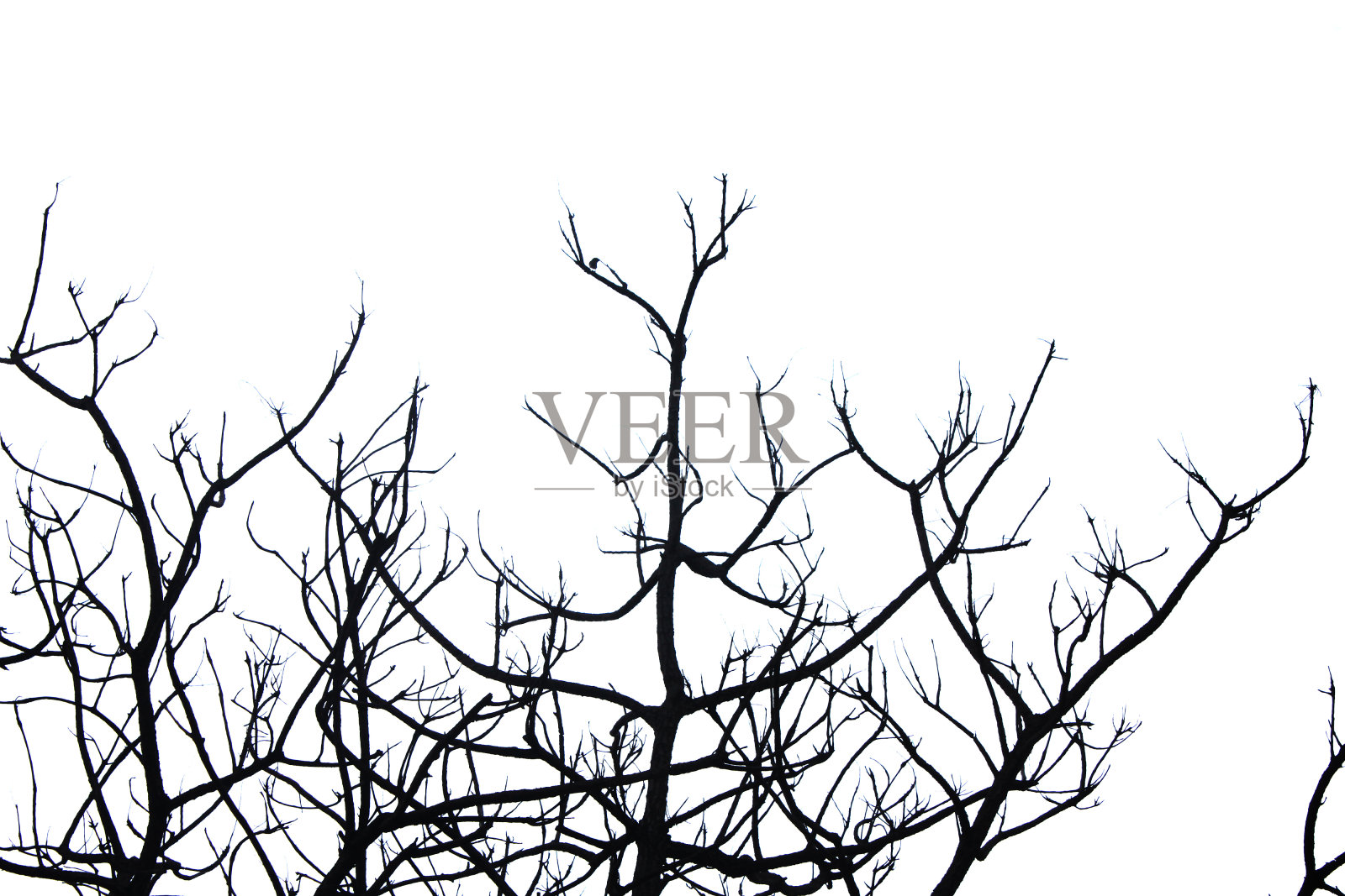 死树文摘照片摄影图片