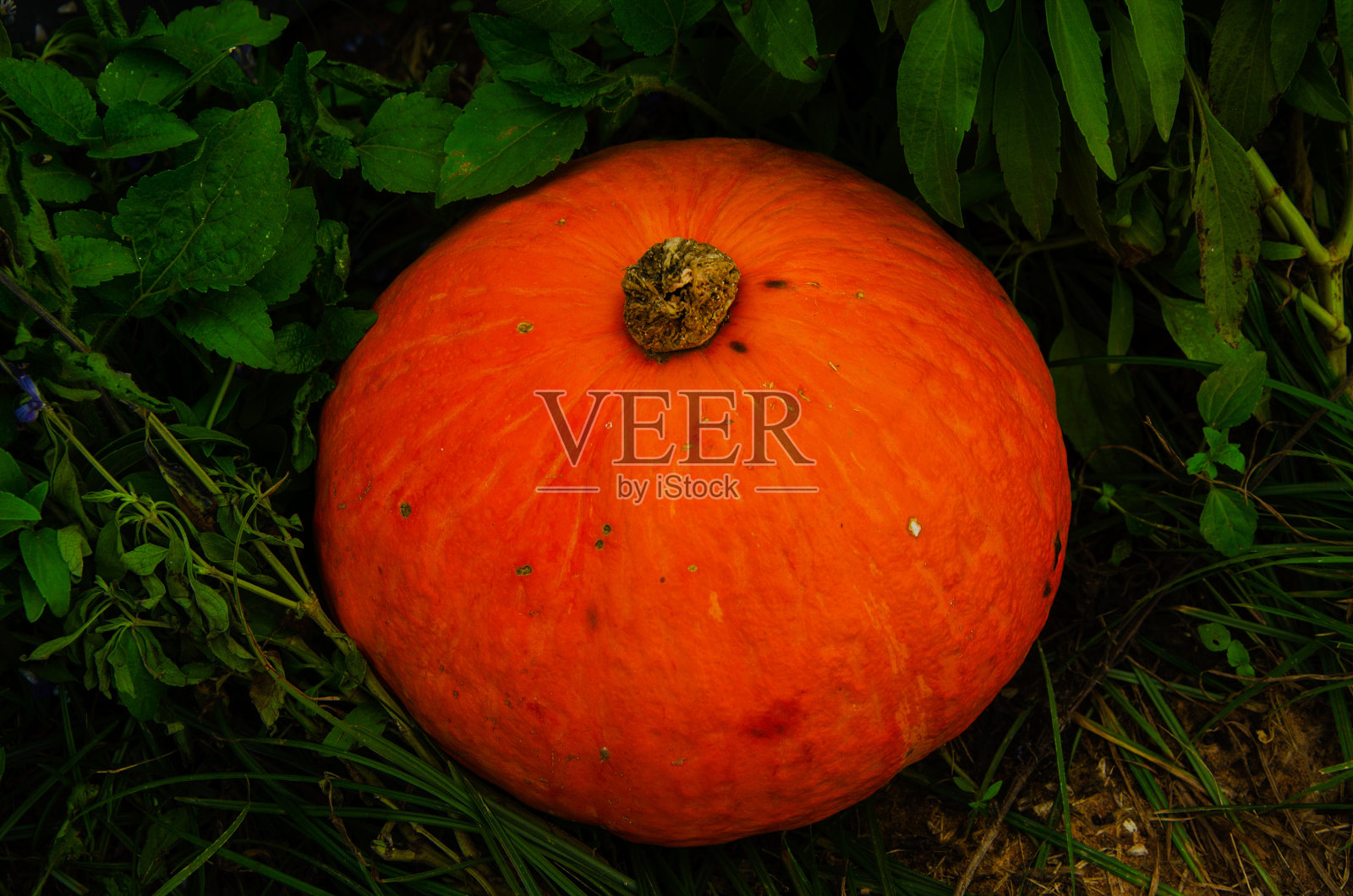 小南瓜照片摄影图片