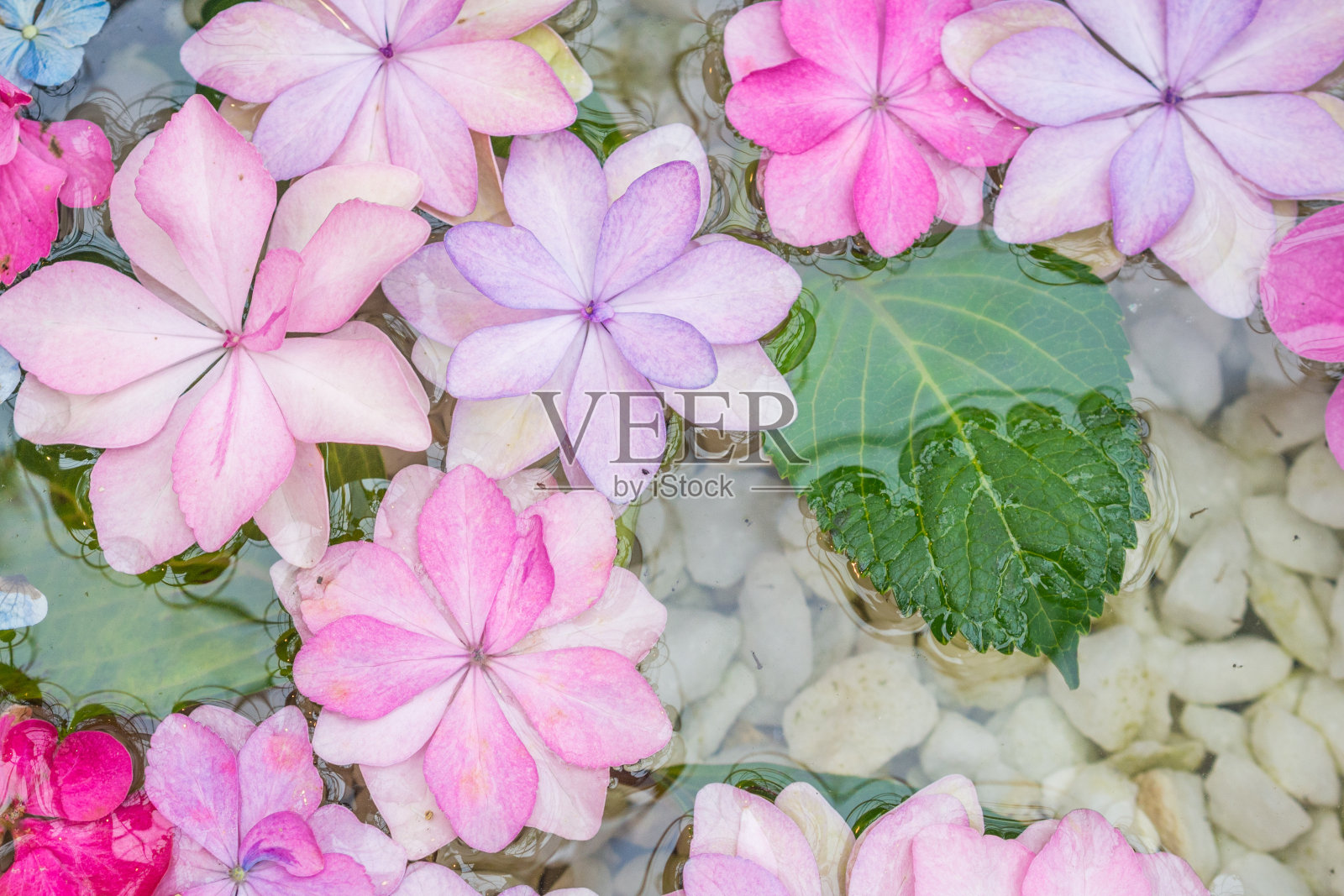 水上漂浮的绣球花照片摄影图片