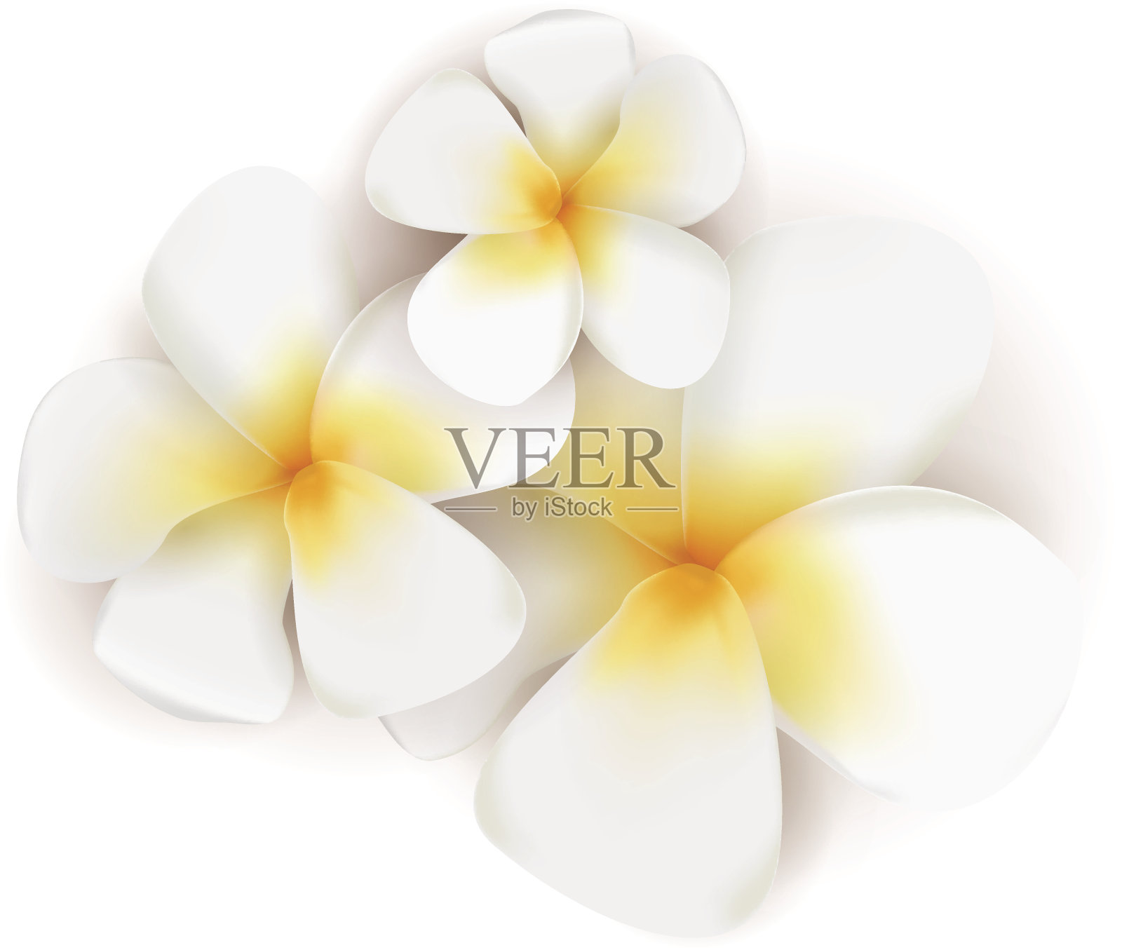 Vectro鸡蛋花插画图片素材