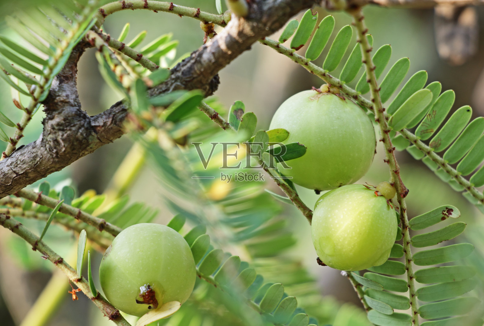 印度醋栗,余甘子照片摄影图片
