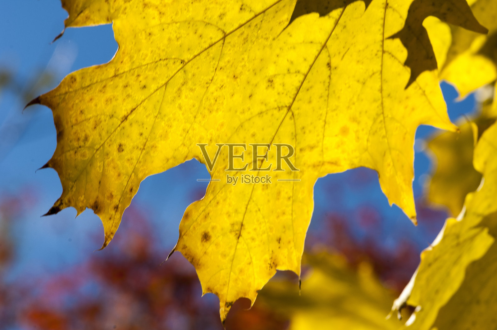 秋天的树叶在树上照片摄影图片