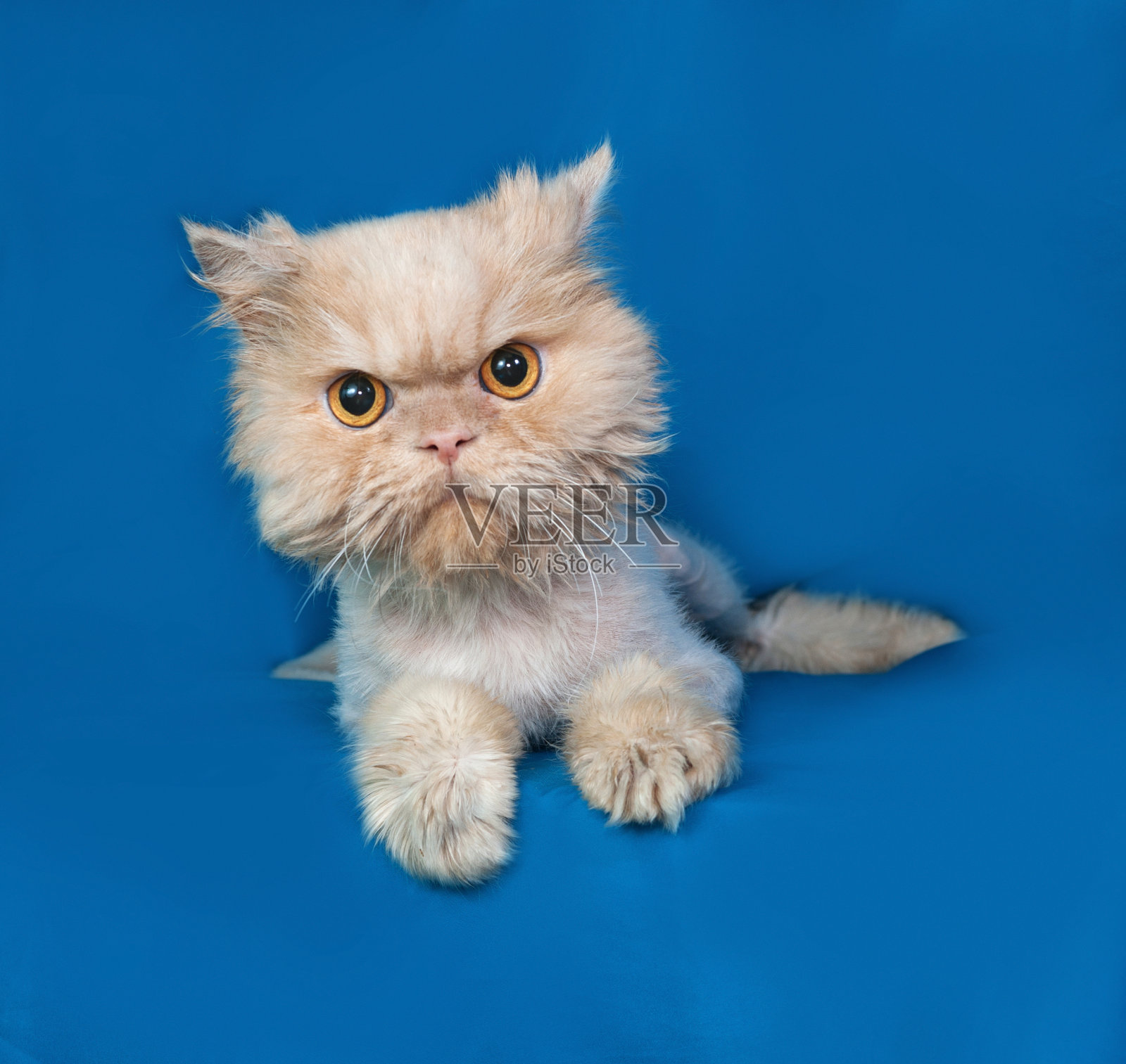 波斯短尾猫躺在蓝色照片摄影图片
