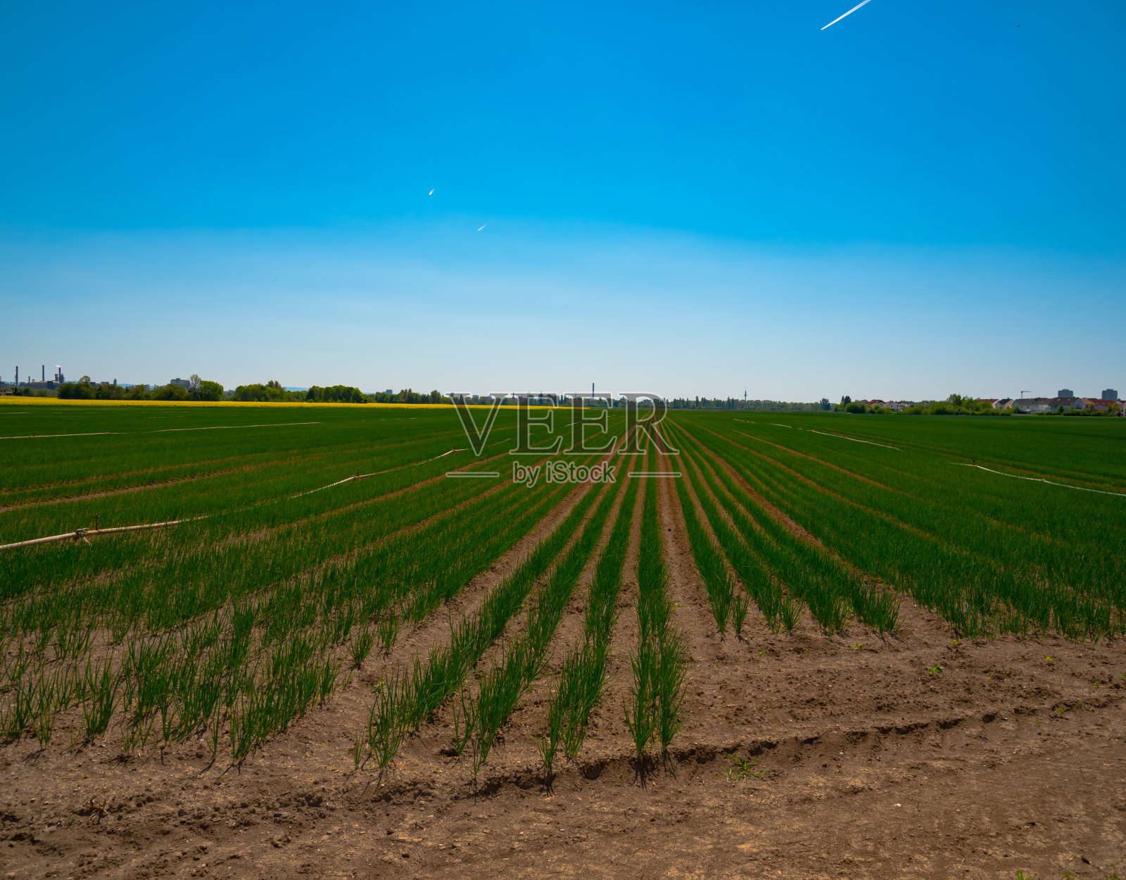 种植洋葱的农田照片摄影图片