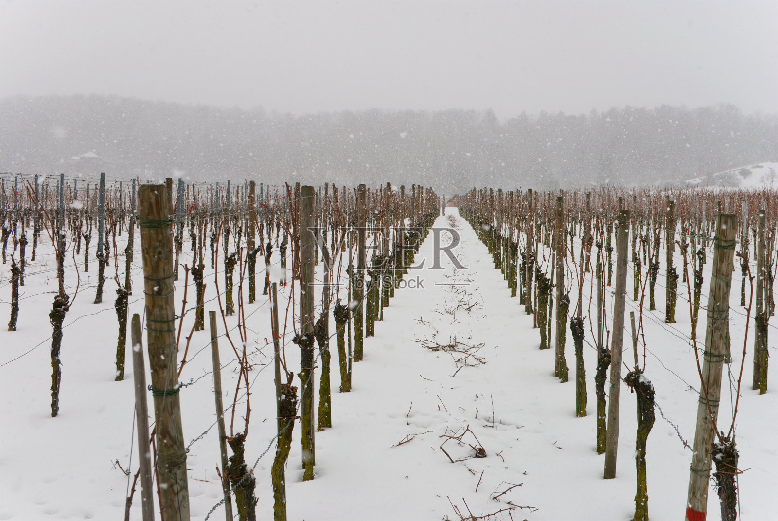 Wineyard冬天照片摄影图片