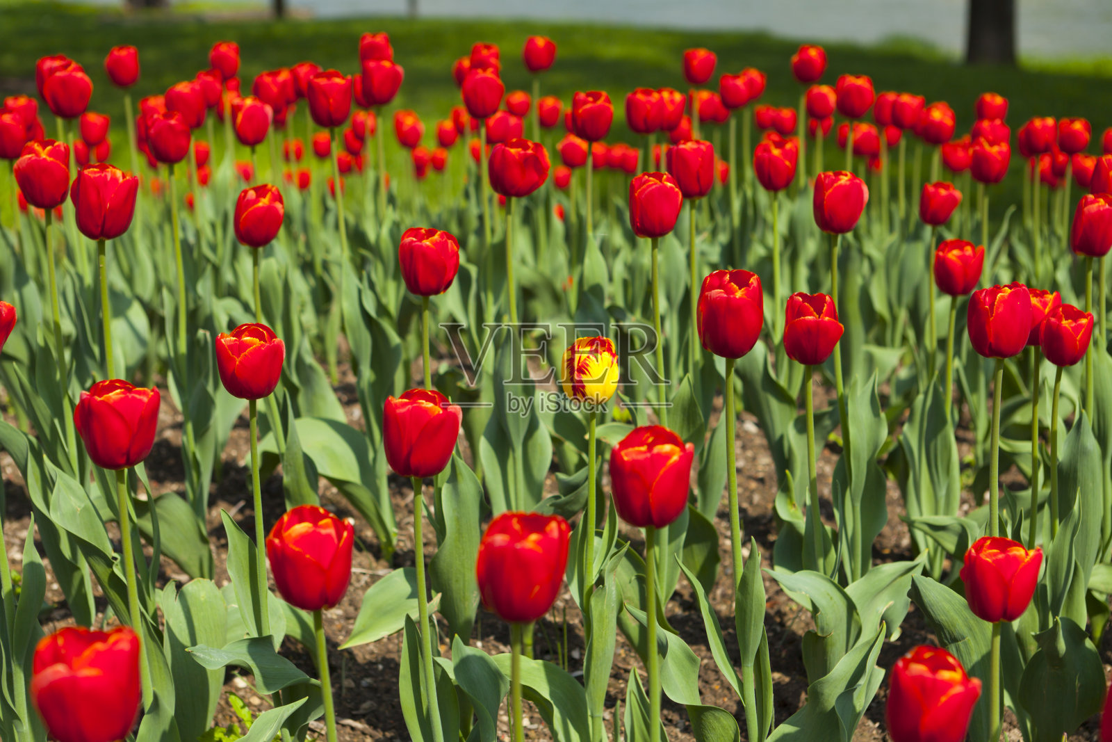 美丽的红色郁金香花圃照片摄影图片