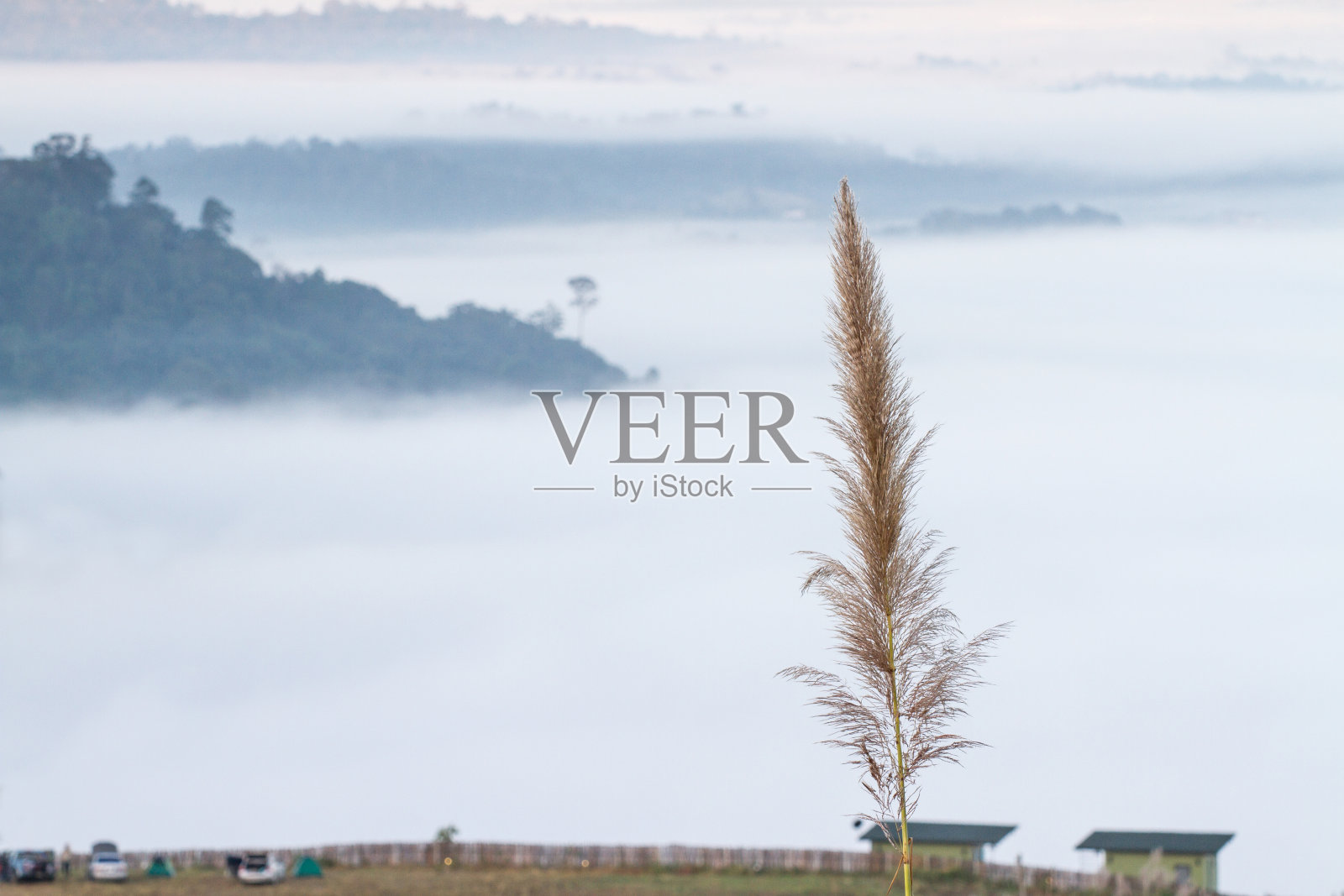 8、草花雾云山照片摄影图片