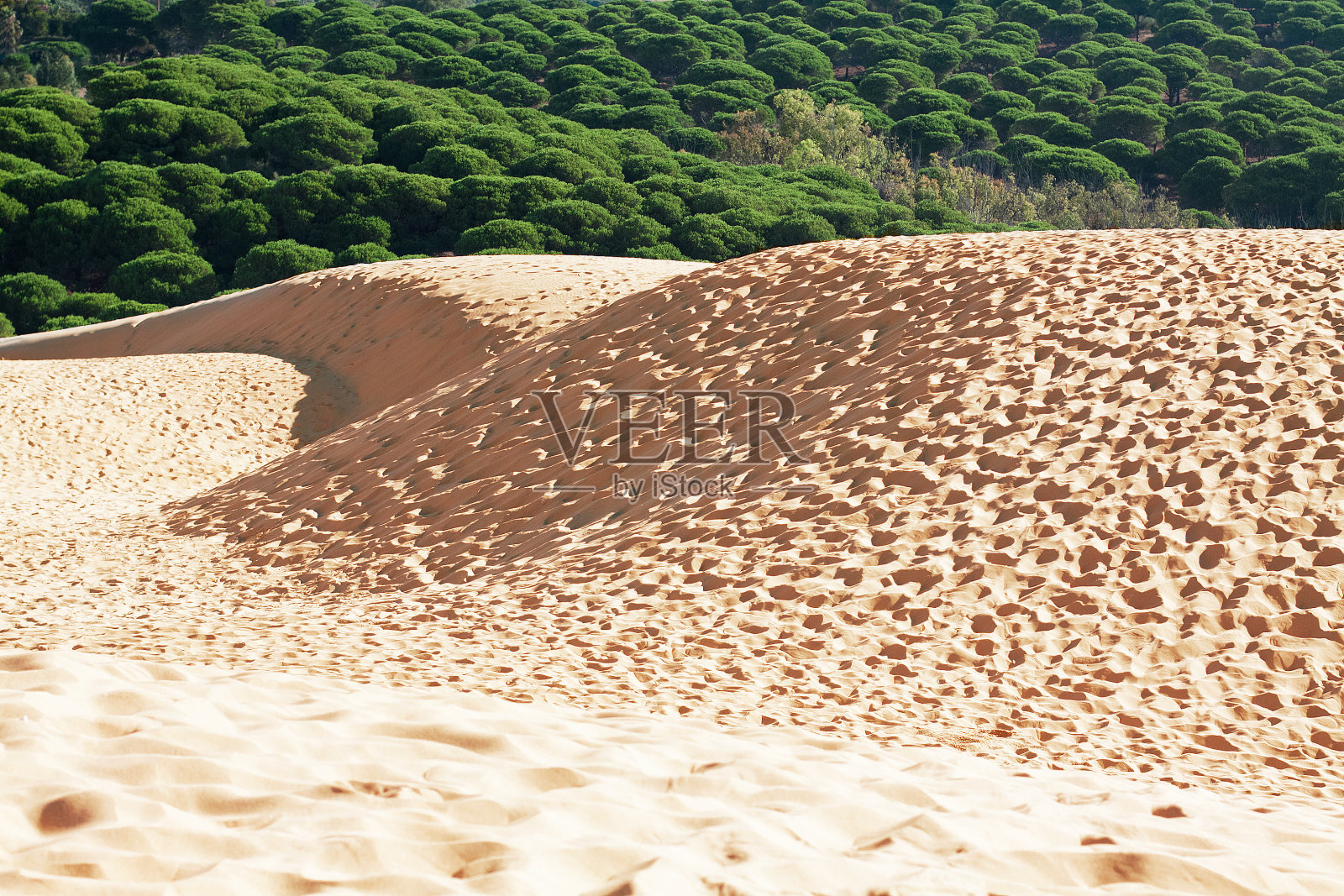 博洛尼亚海滩的沙丘,加的斯省,安达卢西亚,脊柱照片摄影图片