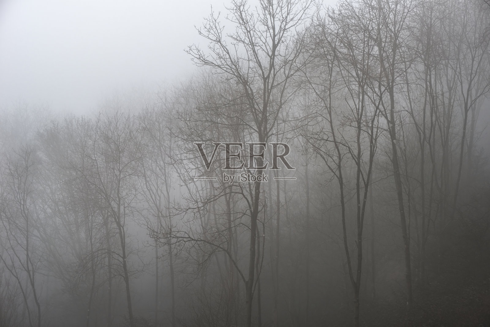 穆迪戏剧性雾蒙蒙的森林景观春,秋,秋照片摄影图片