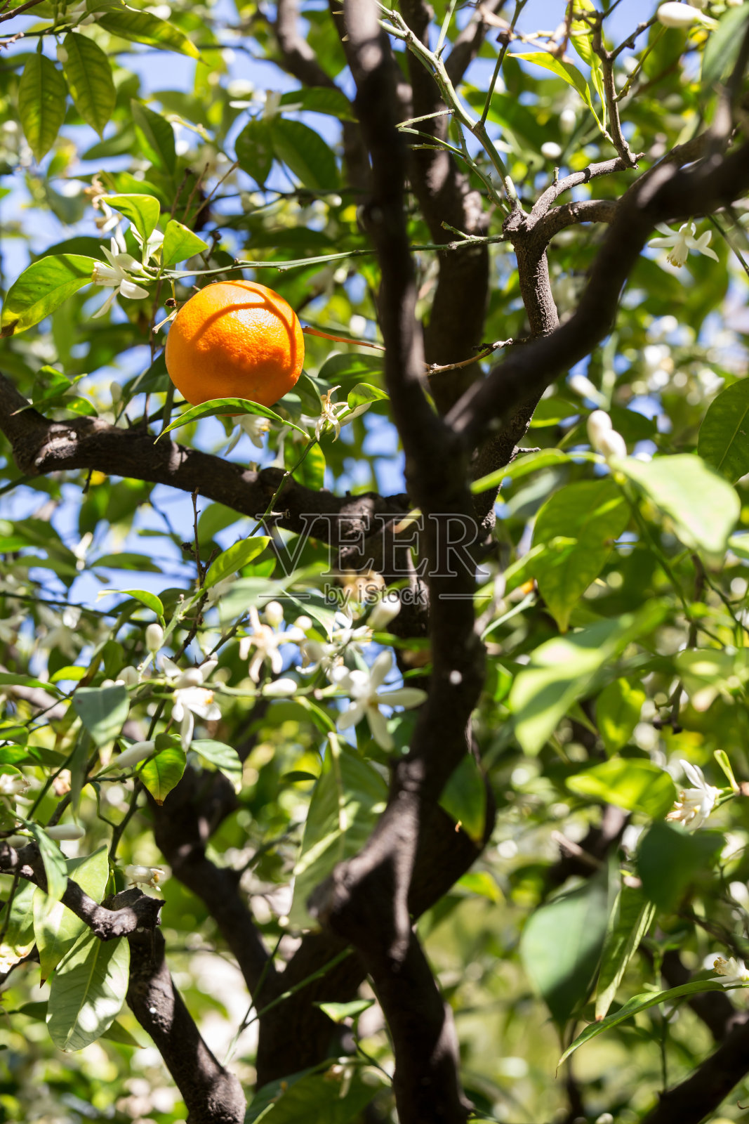 橘子树的背景照片摄影图片