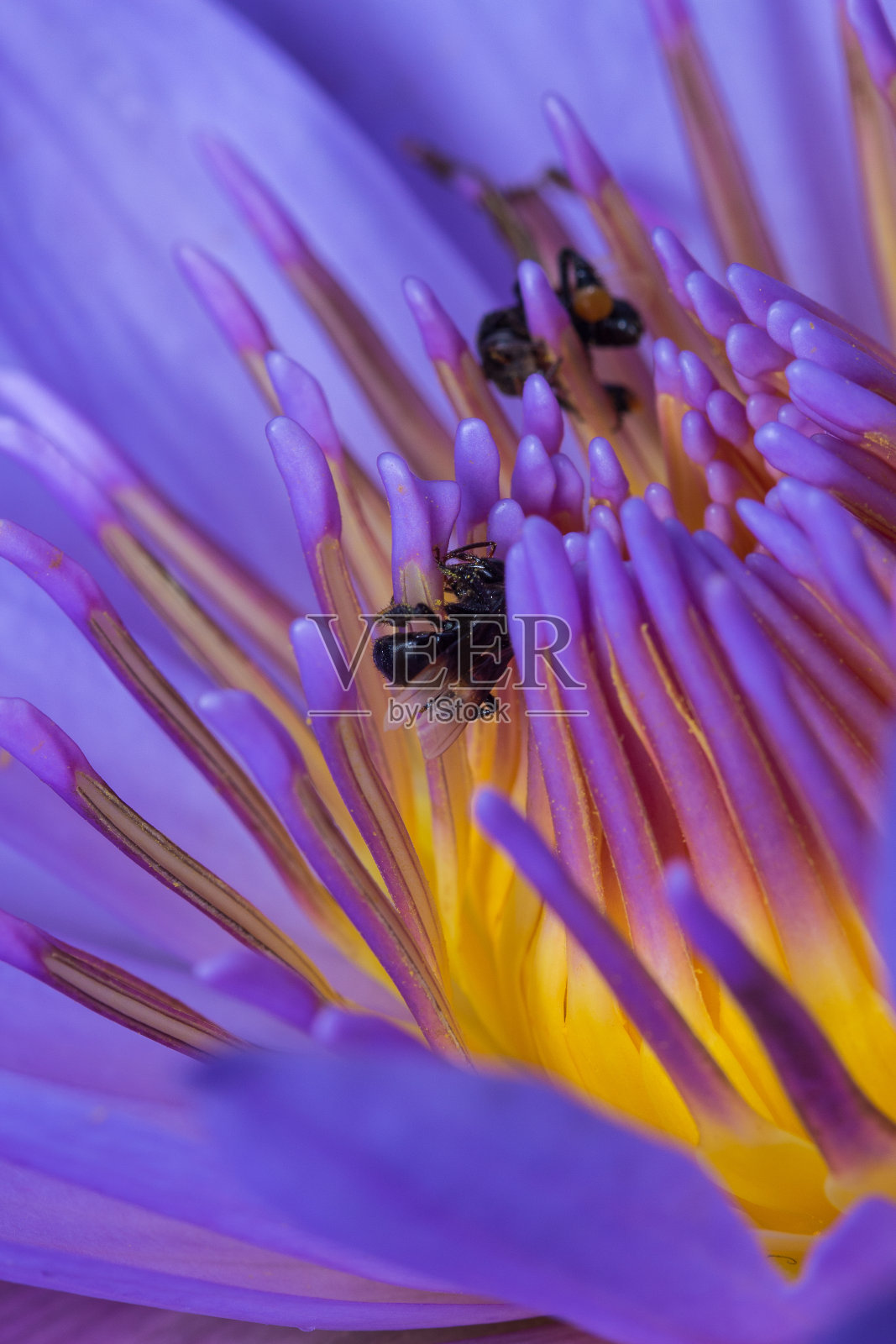 莲花里的无刺蜜蜂照片摄影图片