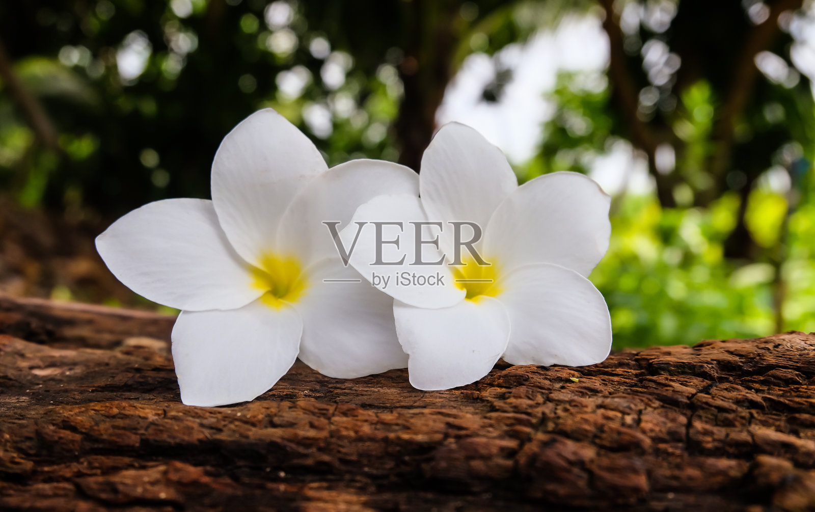 圆木上的鸡蛋花和模糊的背景照片摄影图片