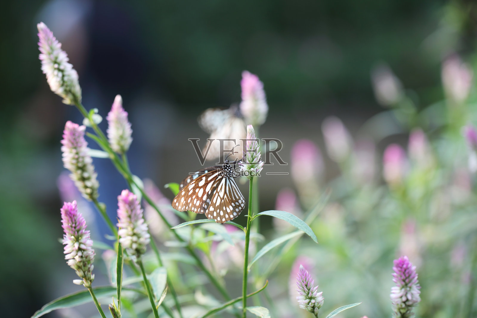 蝴蝶在清晨的大自然中飞翔照片摄影图片