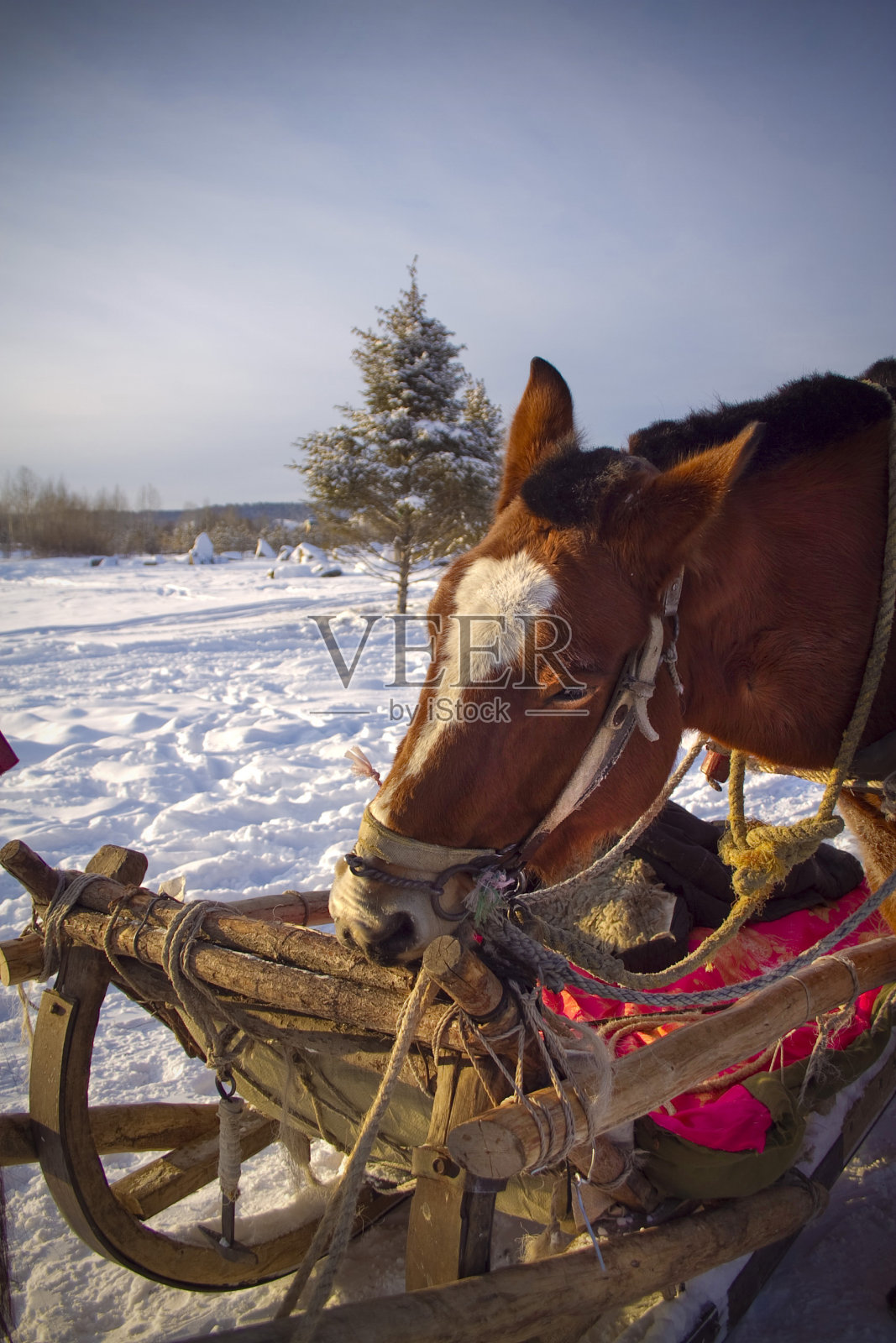 马马车照片摄影图片
