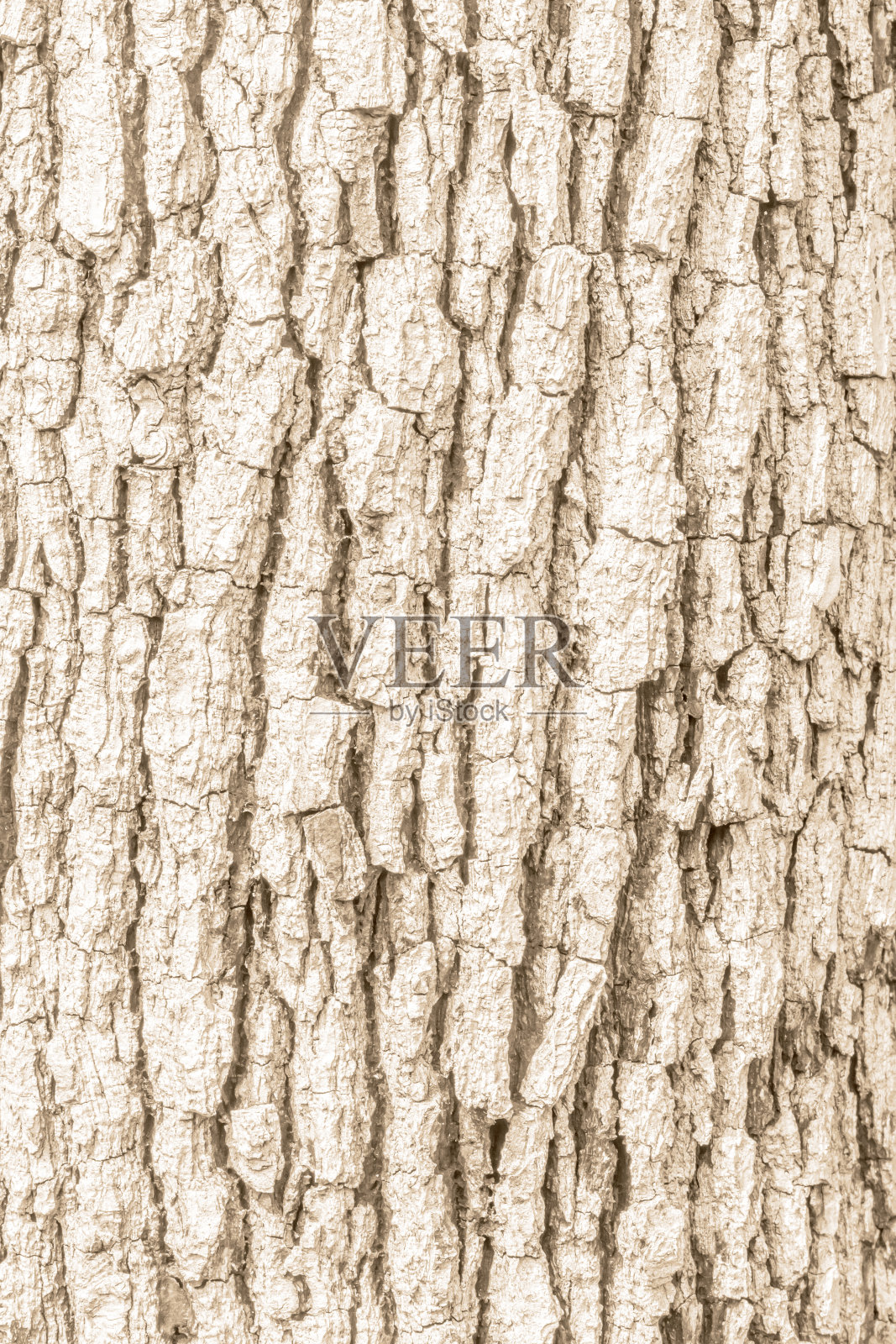 树皮。照片摄影图片