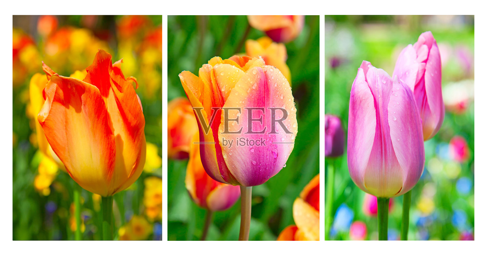 郁金香照片摄影图片