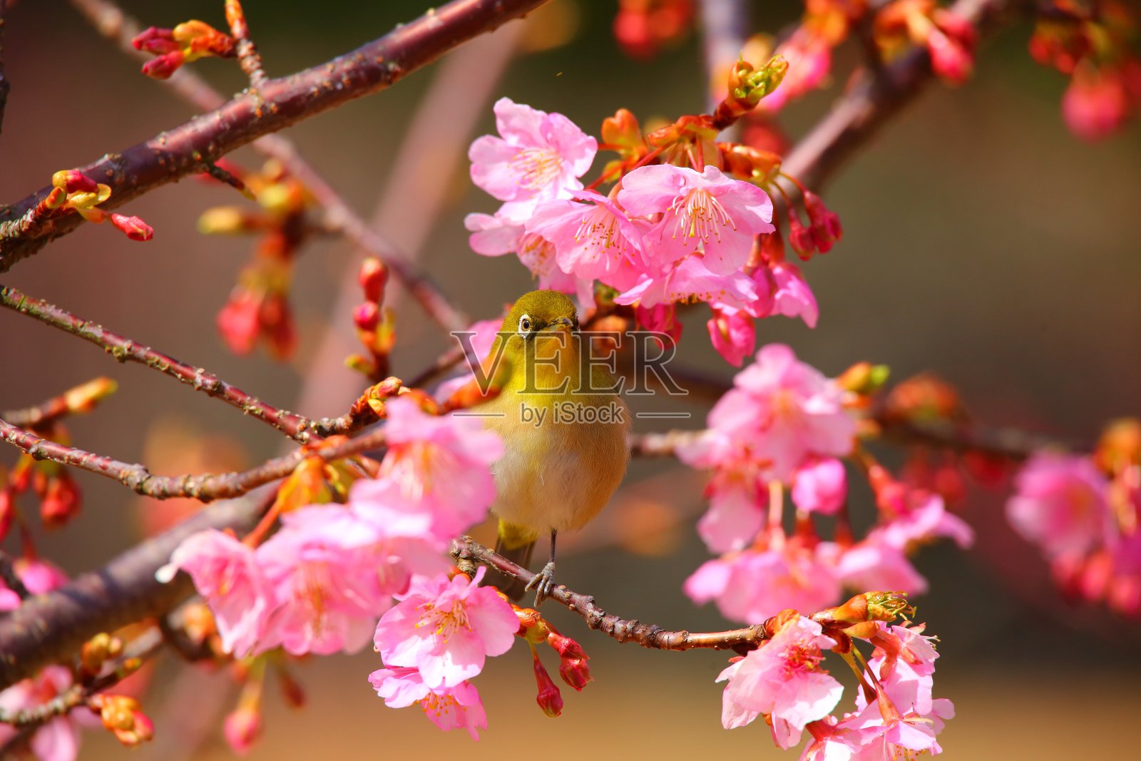 樱桃和白色的眼照片摄影图片
