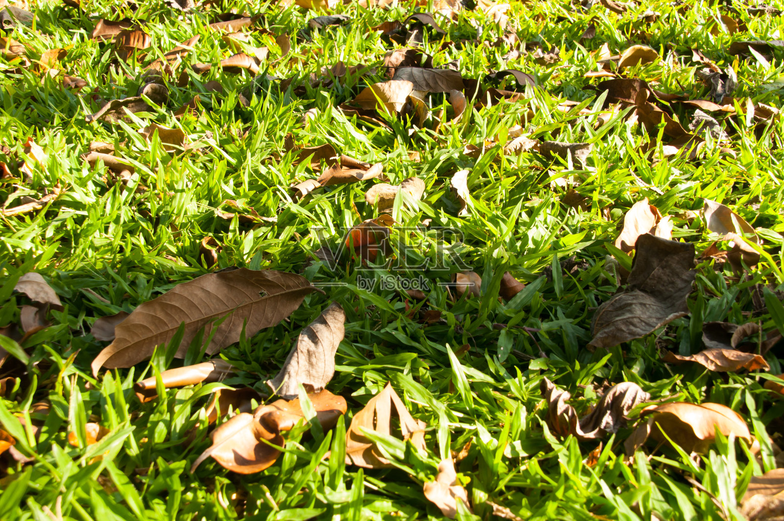 秋叶随着黄昏的微光落在地上照片摄影图片