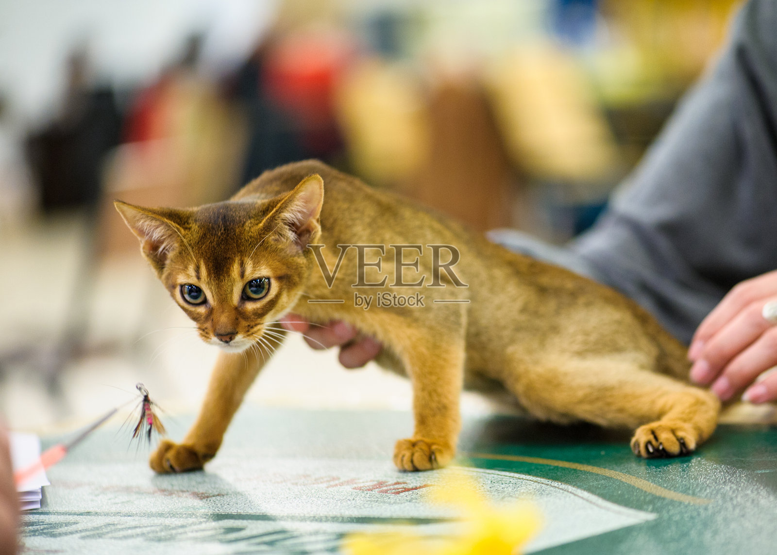 有趣的猫照片摄影图片