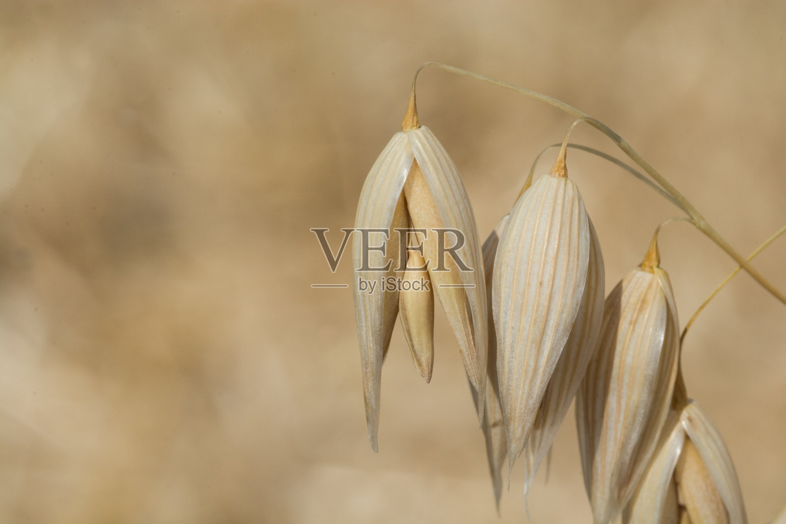 Oat领域照片摄影图片