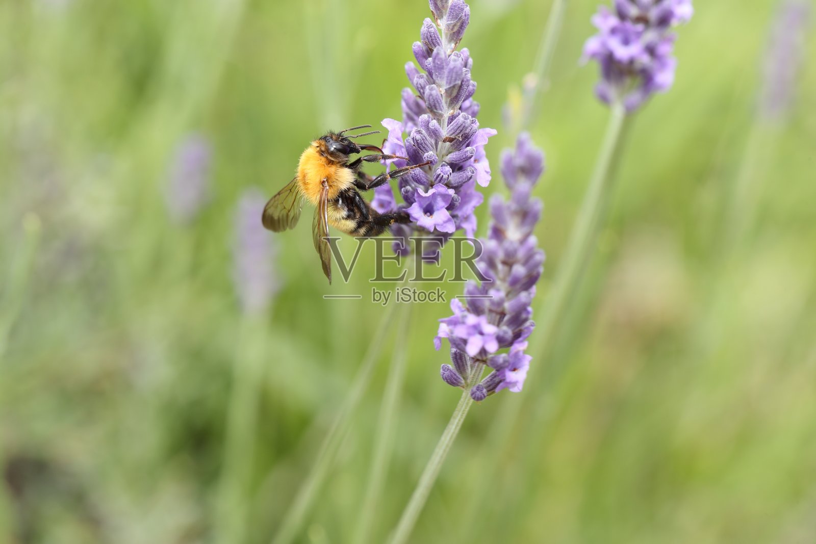 蜜蜂在薰衣草上照片摄影图片