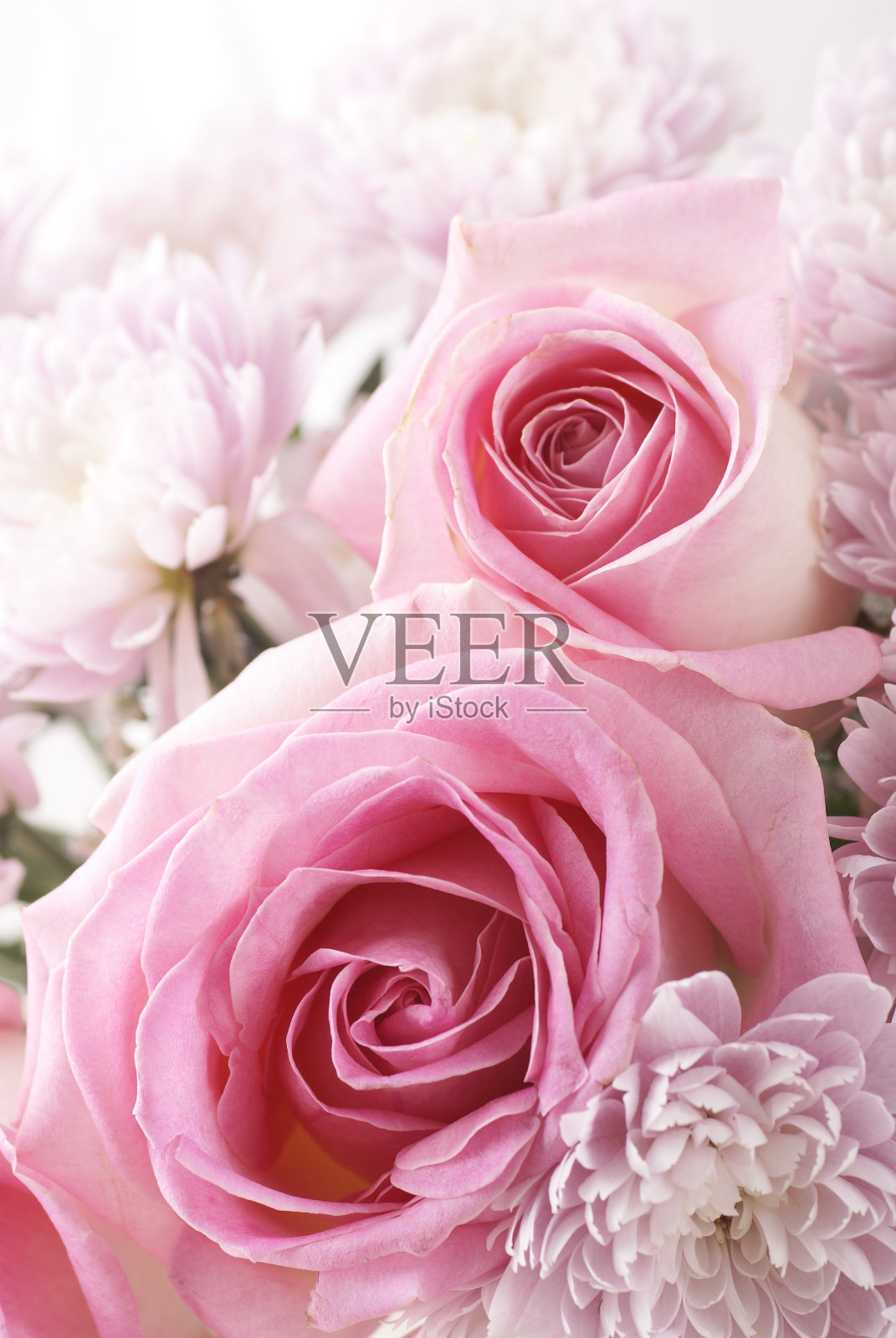 粉色的玫瑰照片摄影图片