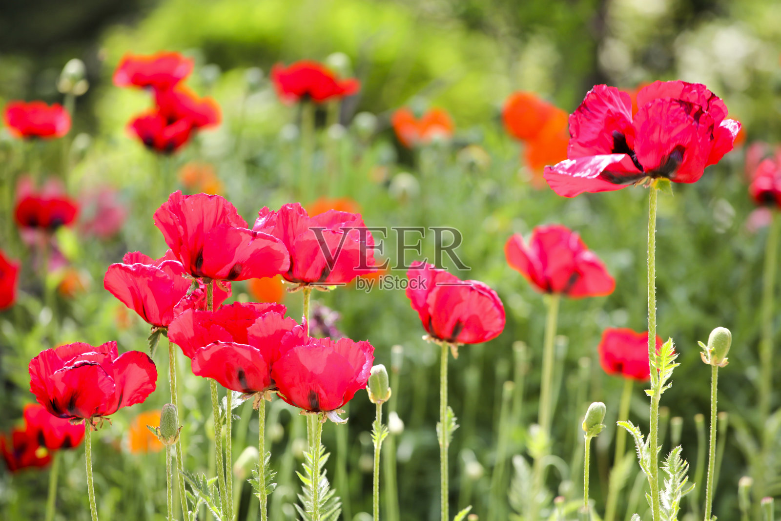 田野里的罂粟花照片摄影图片