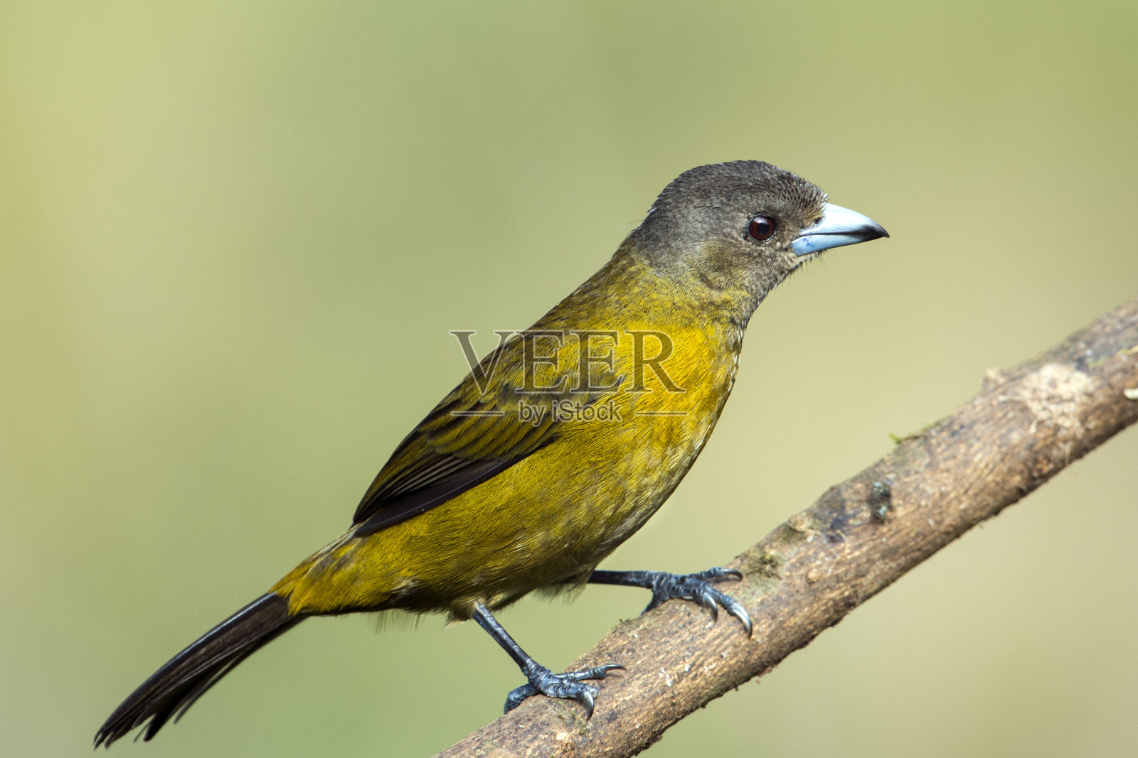Passerini唐纳雀女照片摄影图片