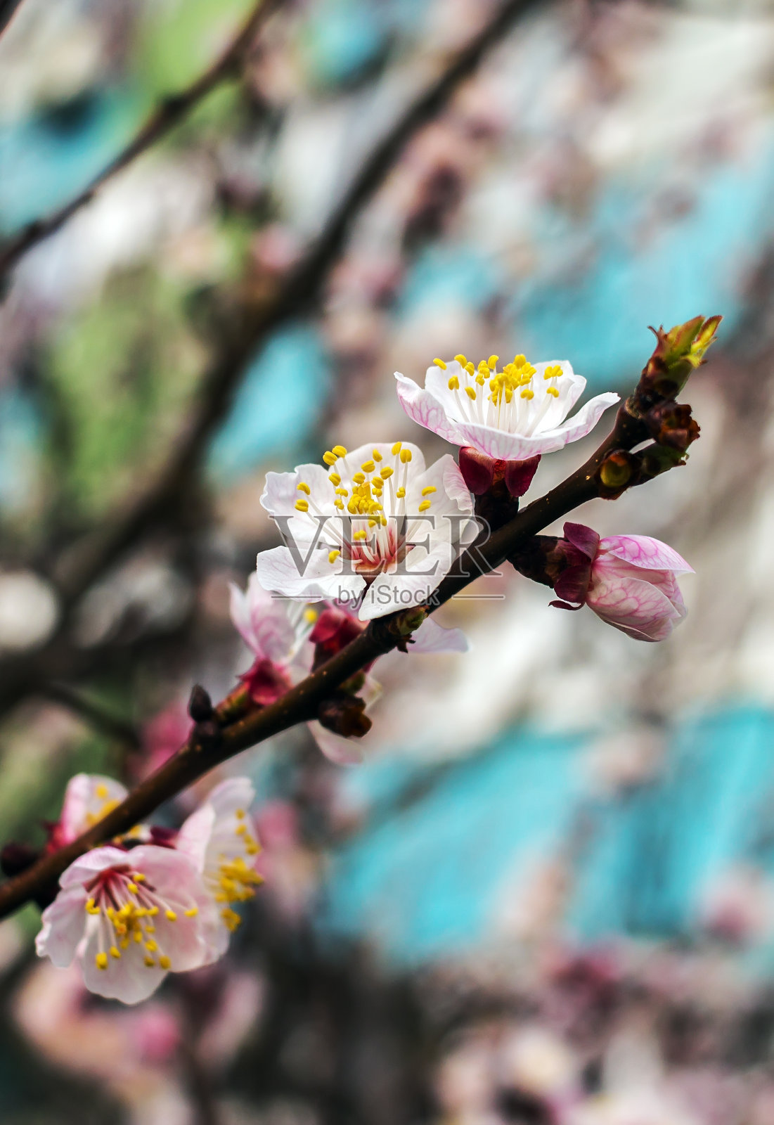 春天开花。模糊的背景上有粉红色花朵的树。照片摄影图片